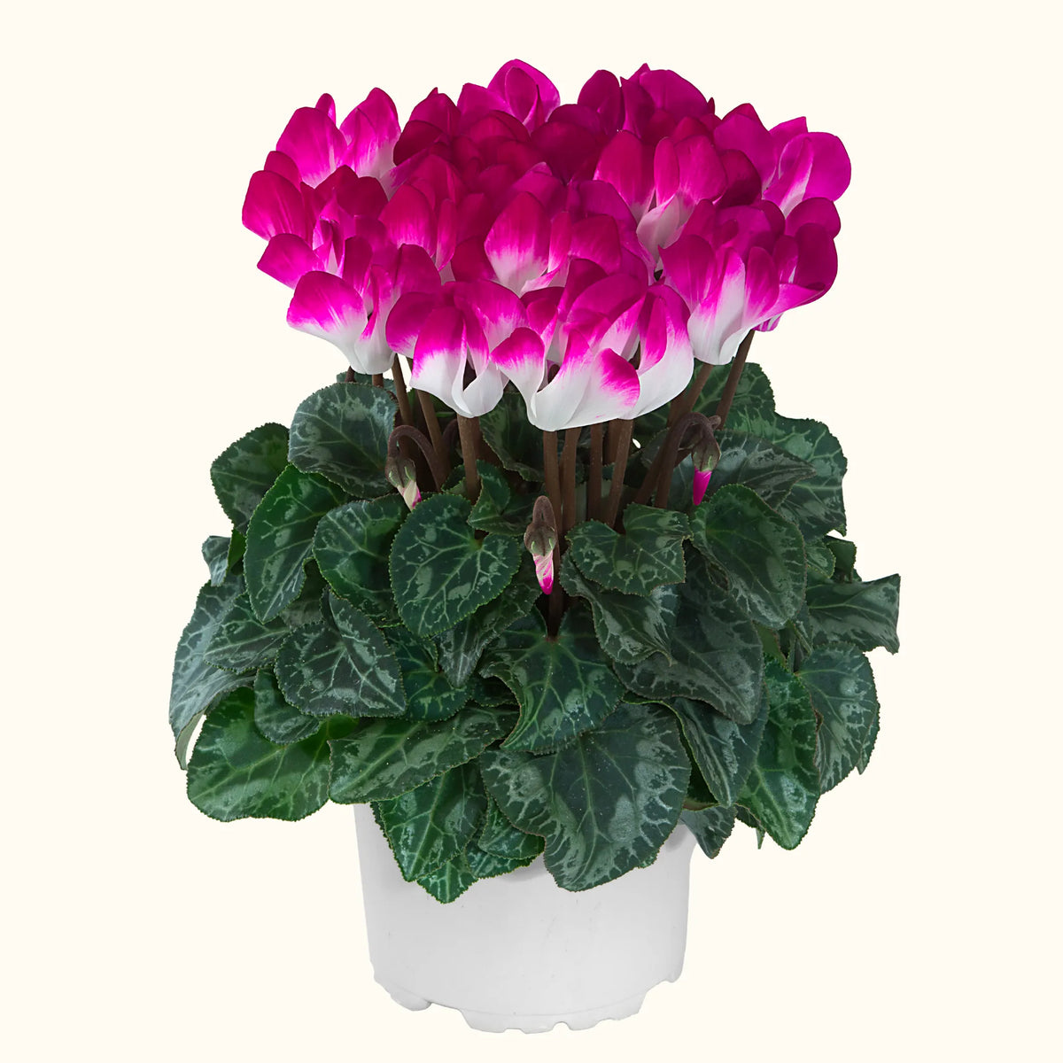 METIS® INDIAKA® Violet exp.