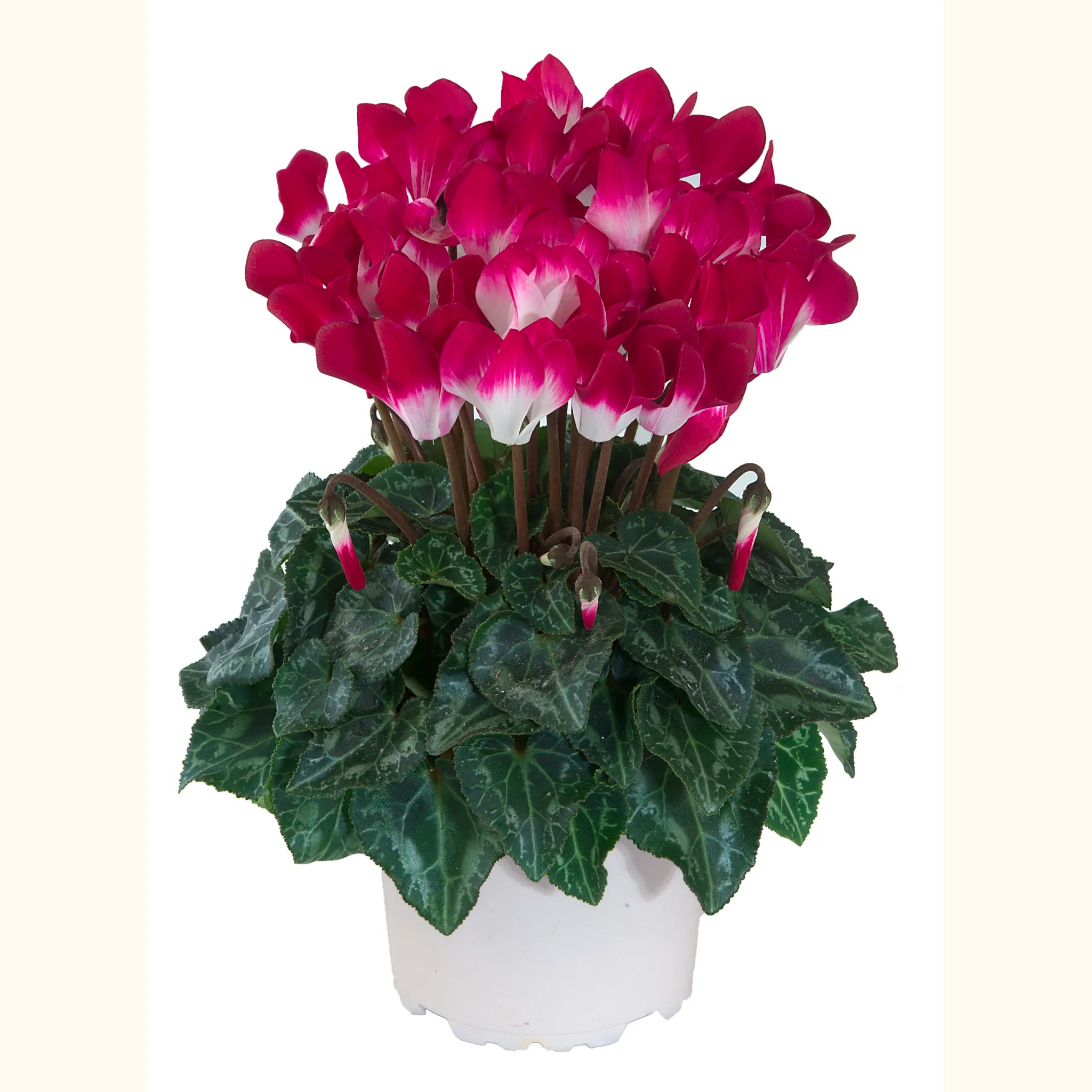 METIS® INDIAKA® Magenta