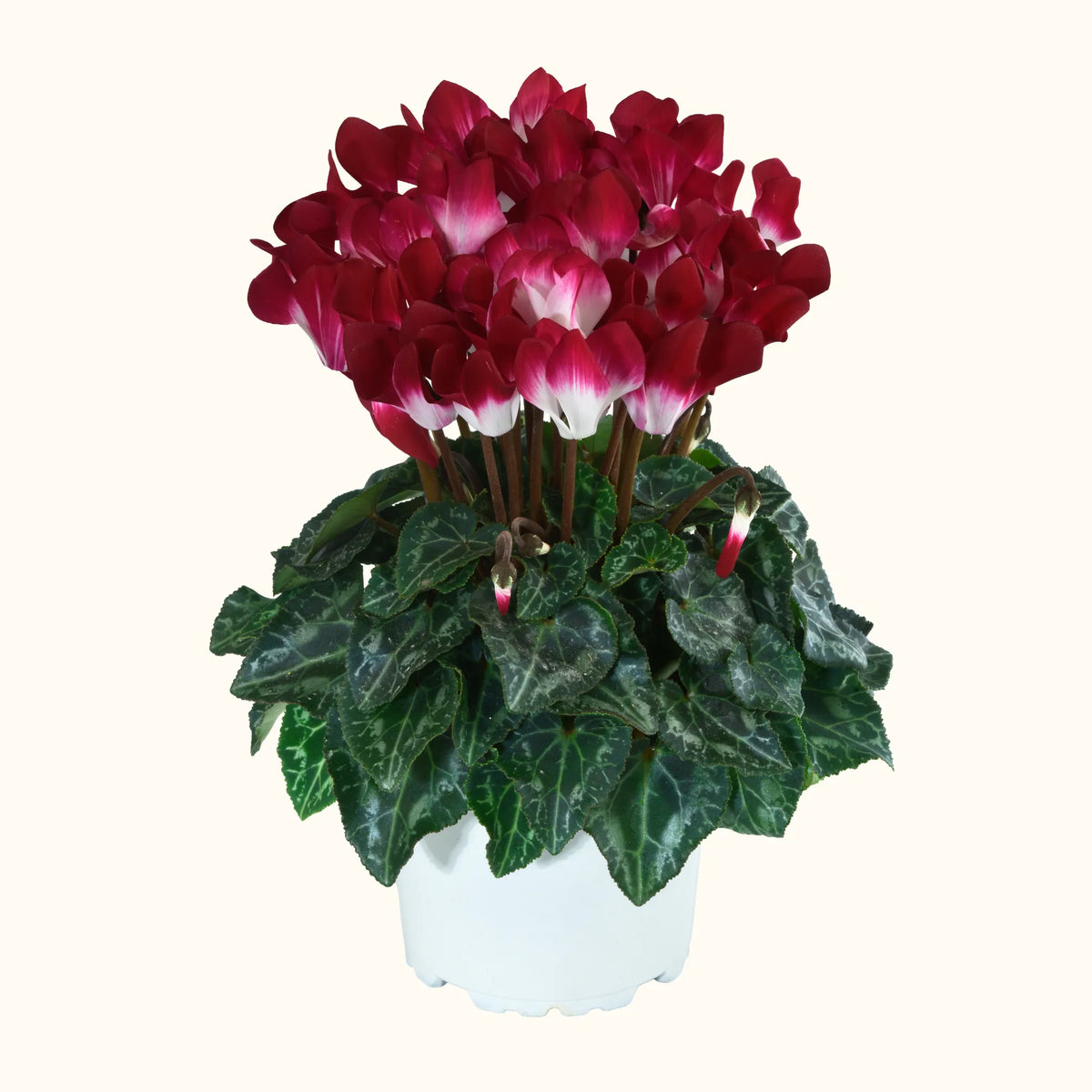 METIS® INDIAKA® Magenta foncé exp.