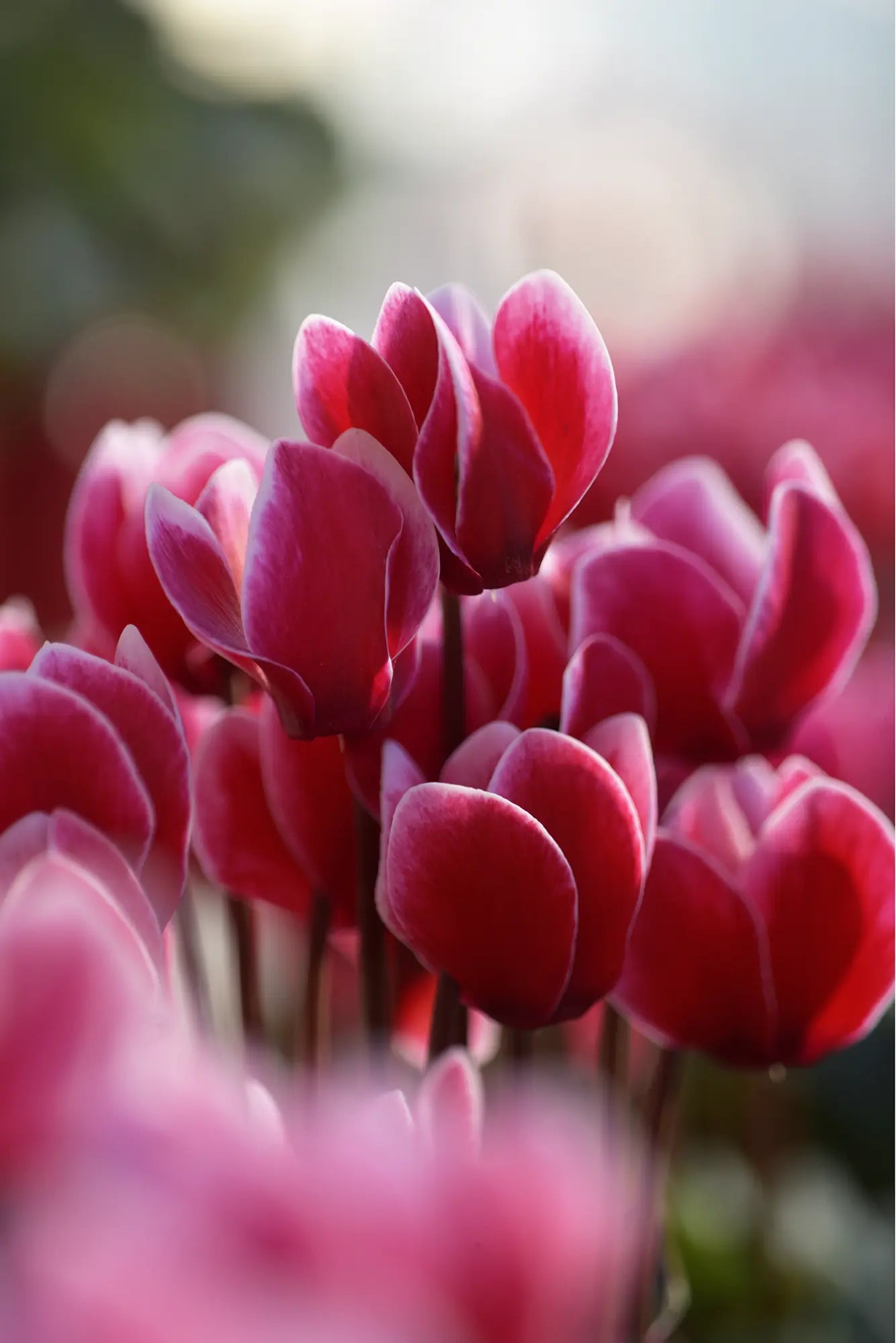 METIS® FANTASIA® Red