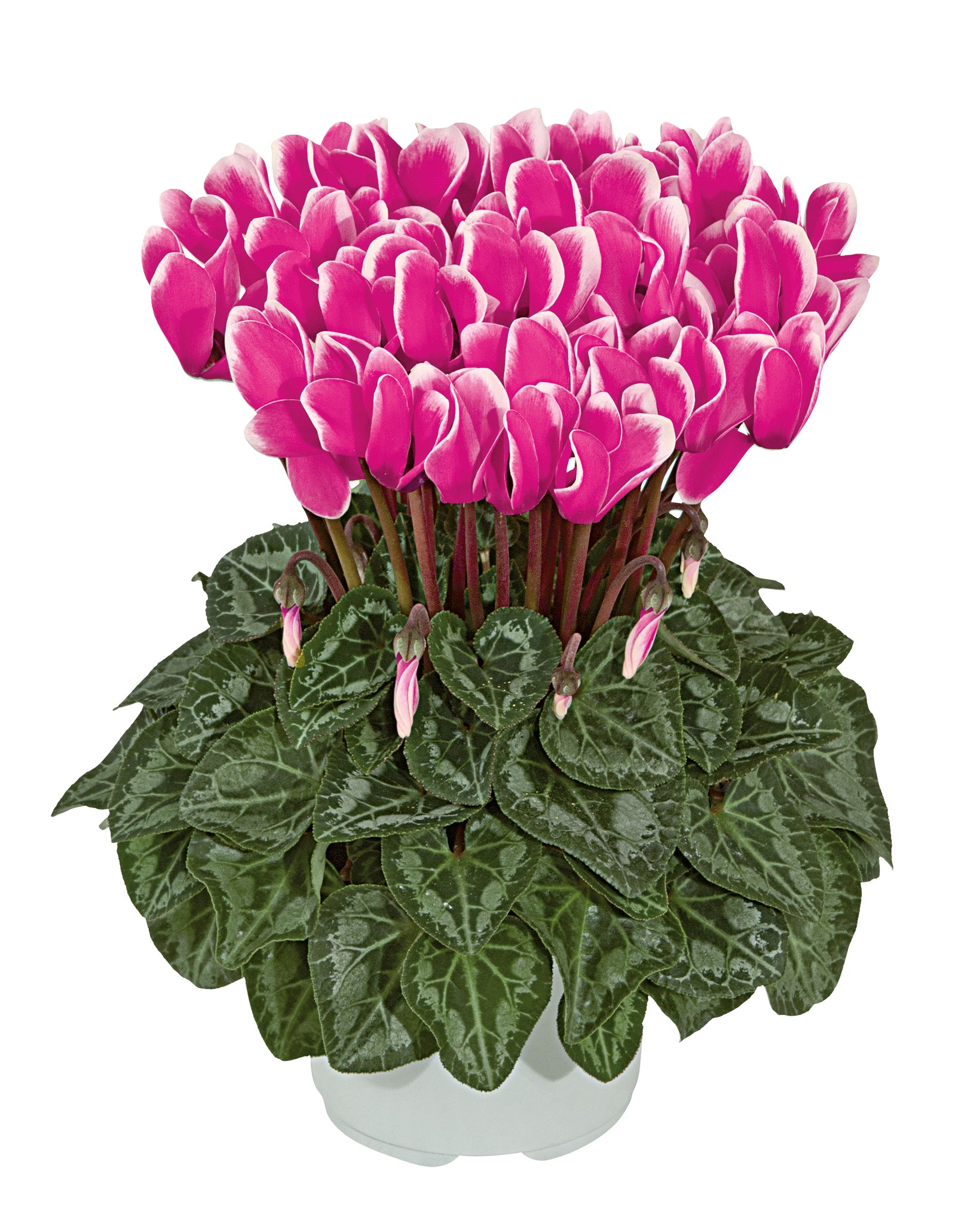 METIS® FANTASIA® Red