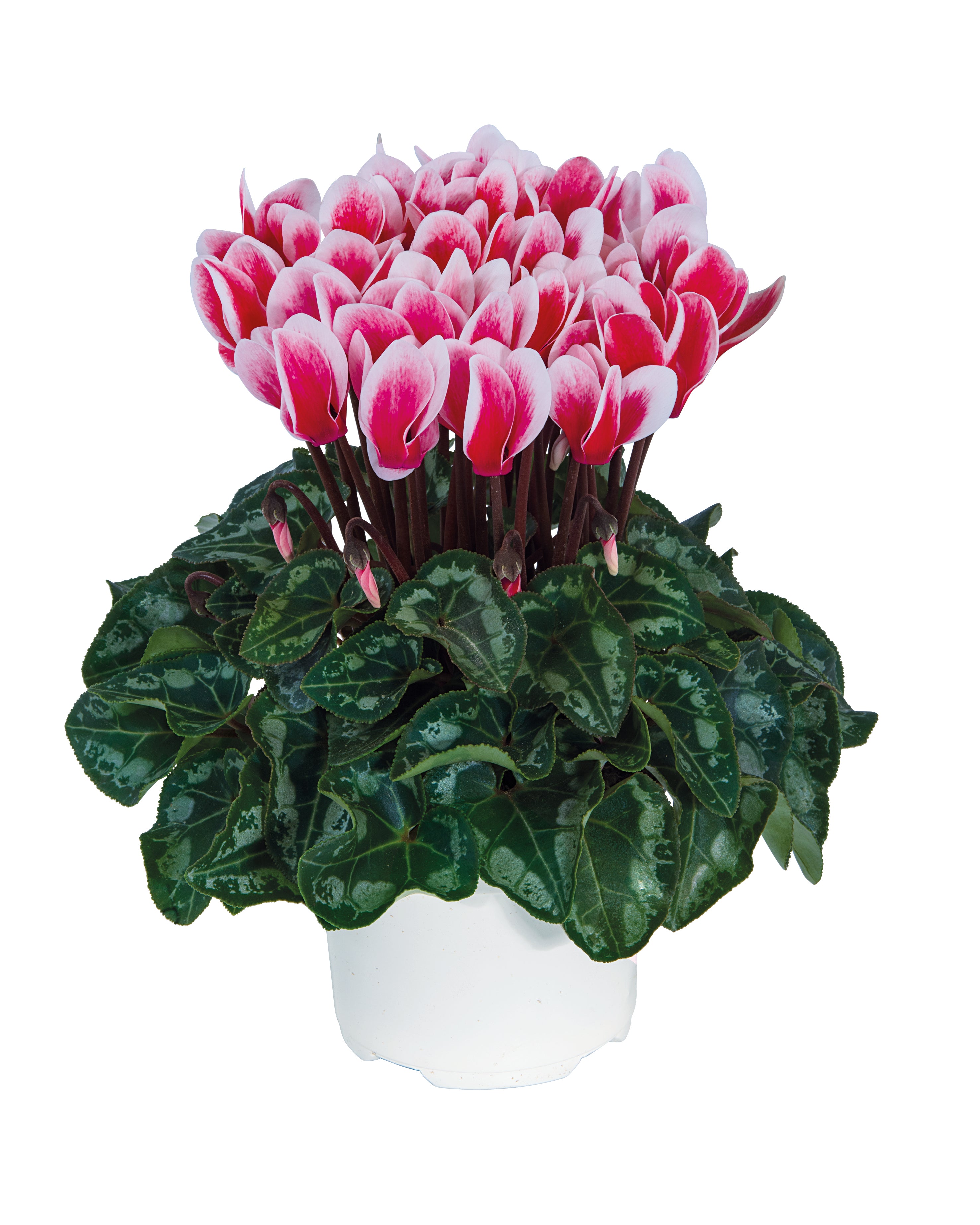 METIS® FANTASIA® ARTIC Red