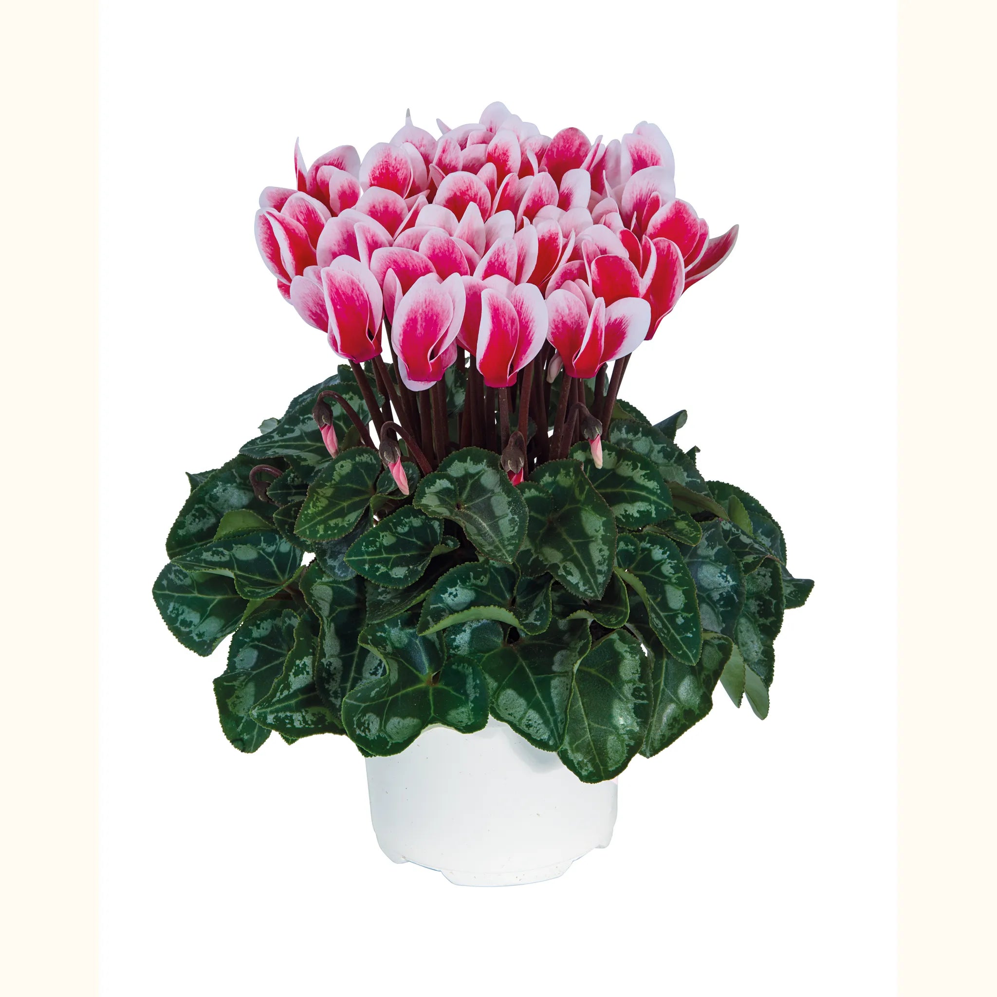 Metis® FANTASIA® ARTIC Red