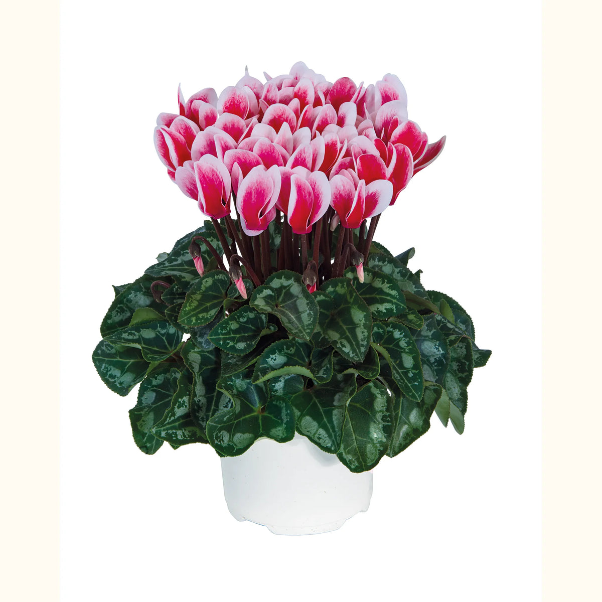 Metis® FANTASIA® ARTIC Red