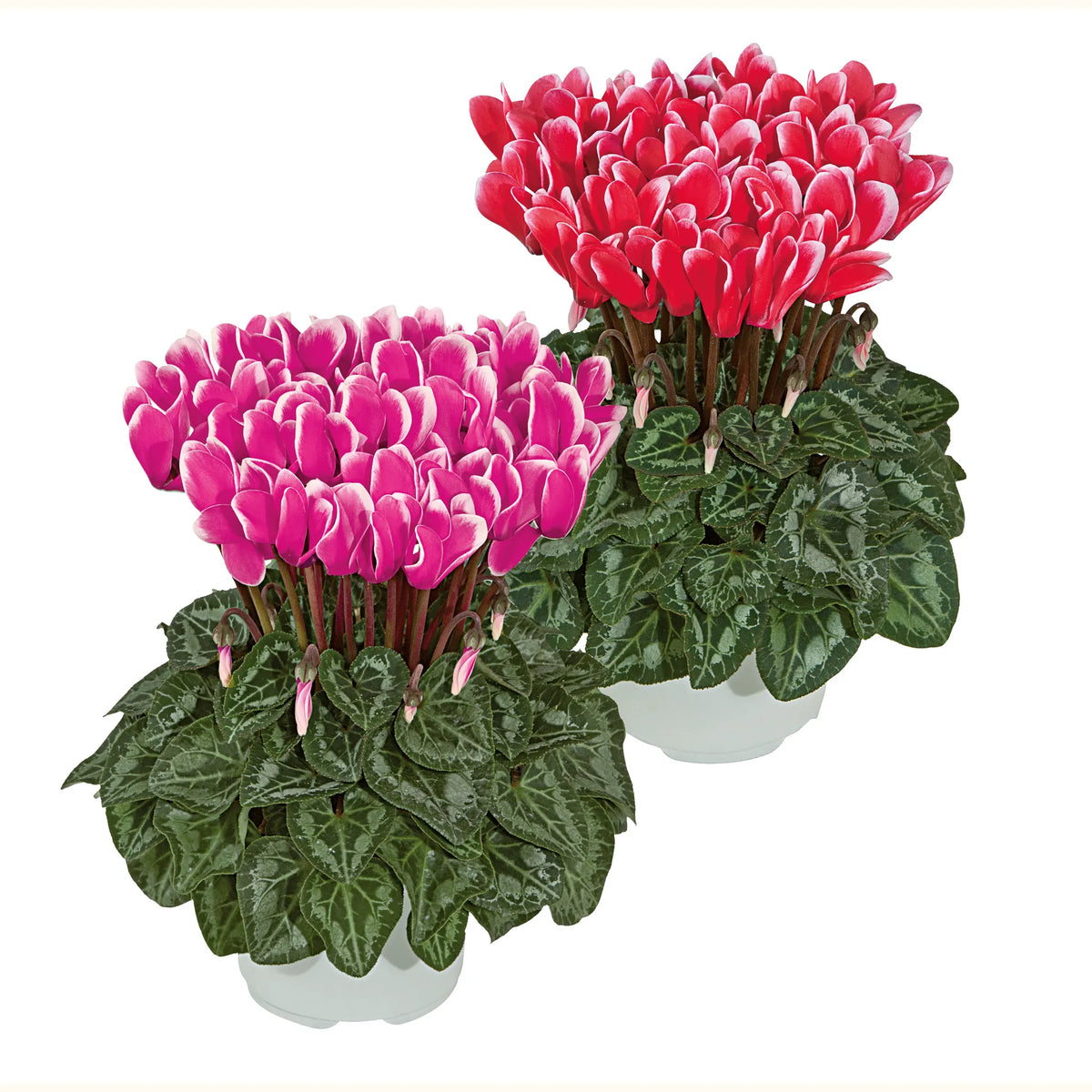 Metis® FANTASIA® Red & Deep rose
