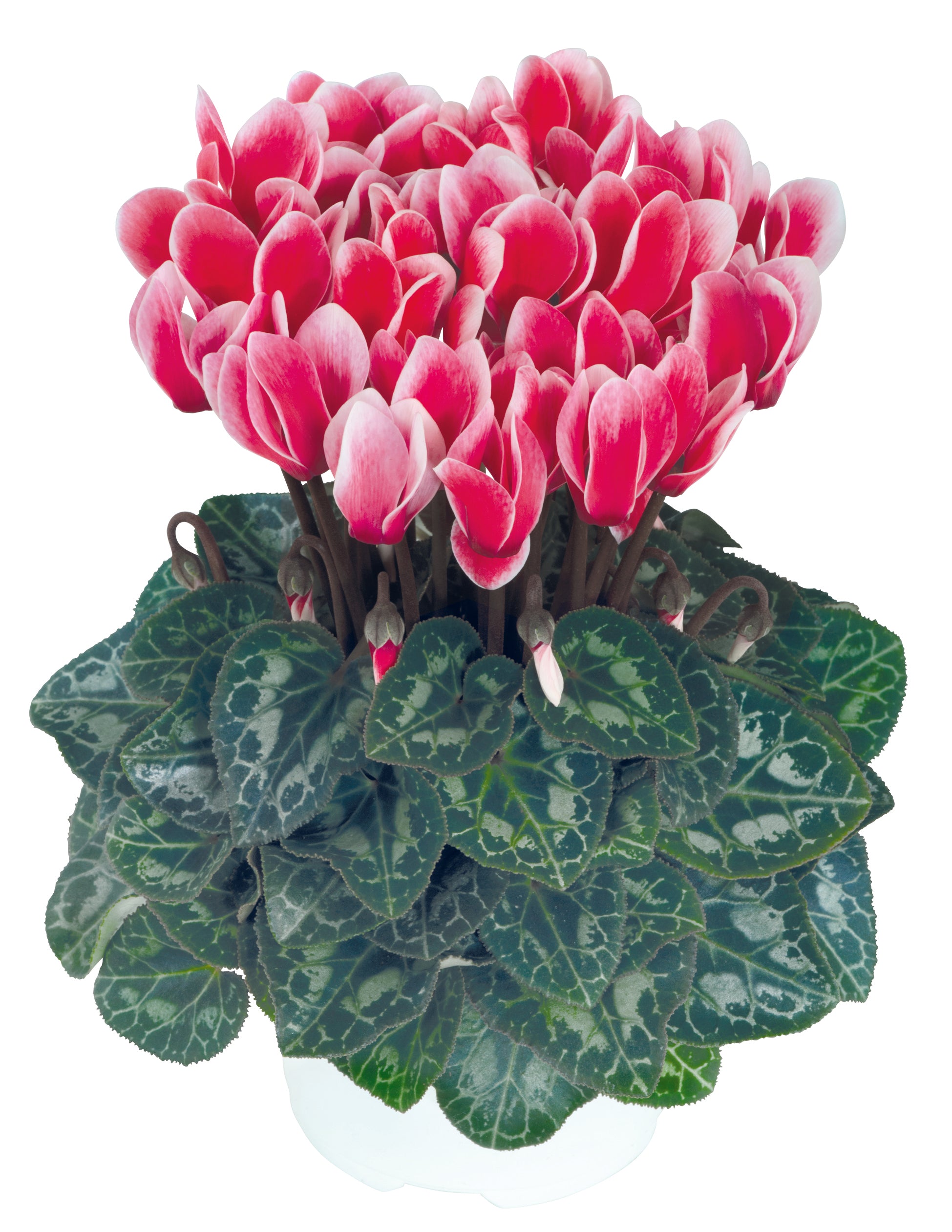 METIS® FANTASIA® Scarlet salmon
