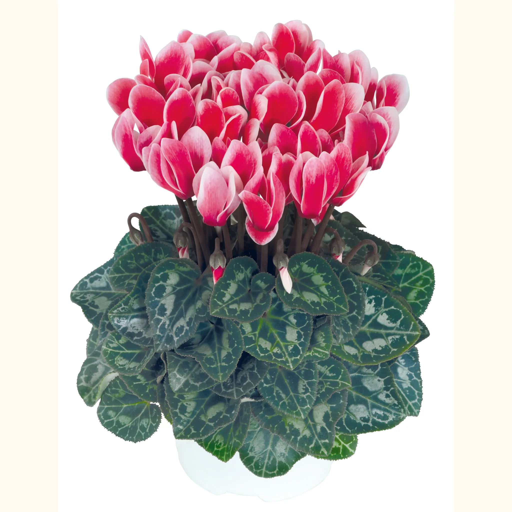 Metis® FANTASIA® Scarlet salmon