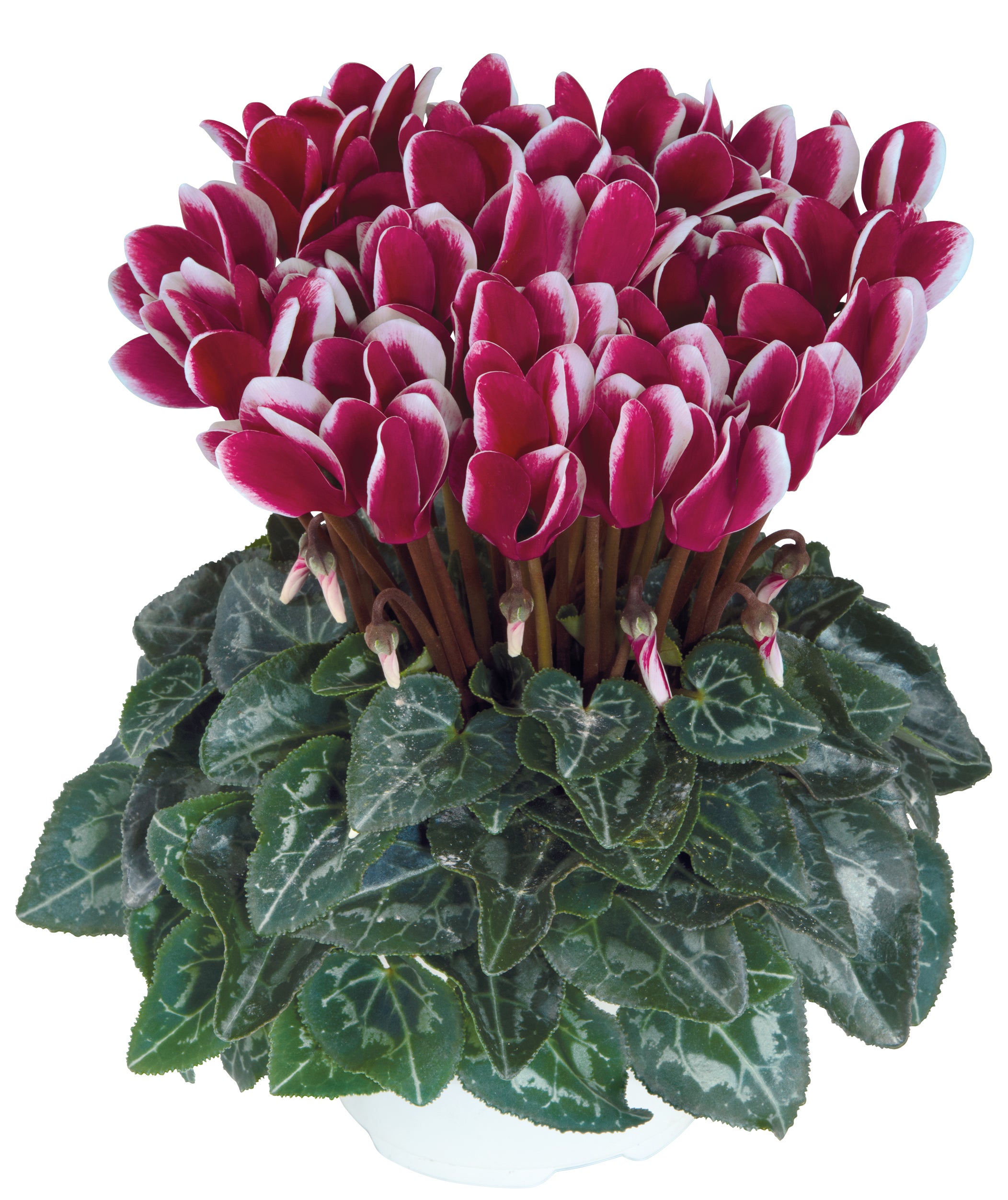 METIS® FANTASIA® Deep magenta