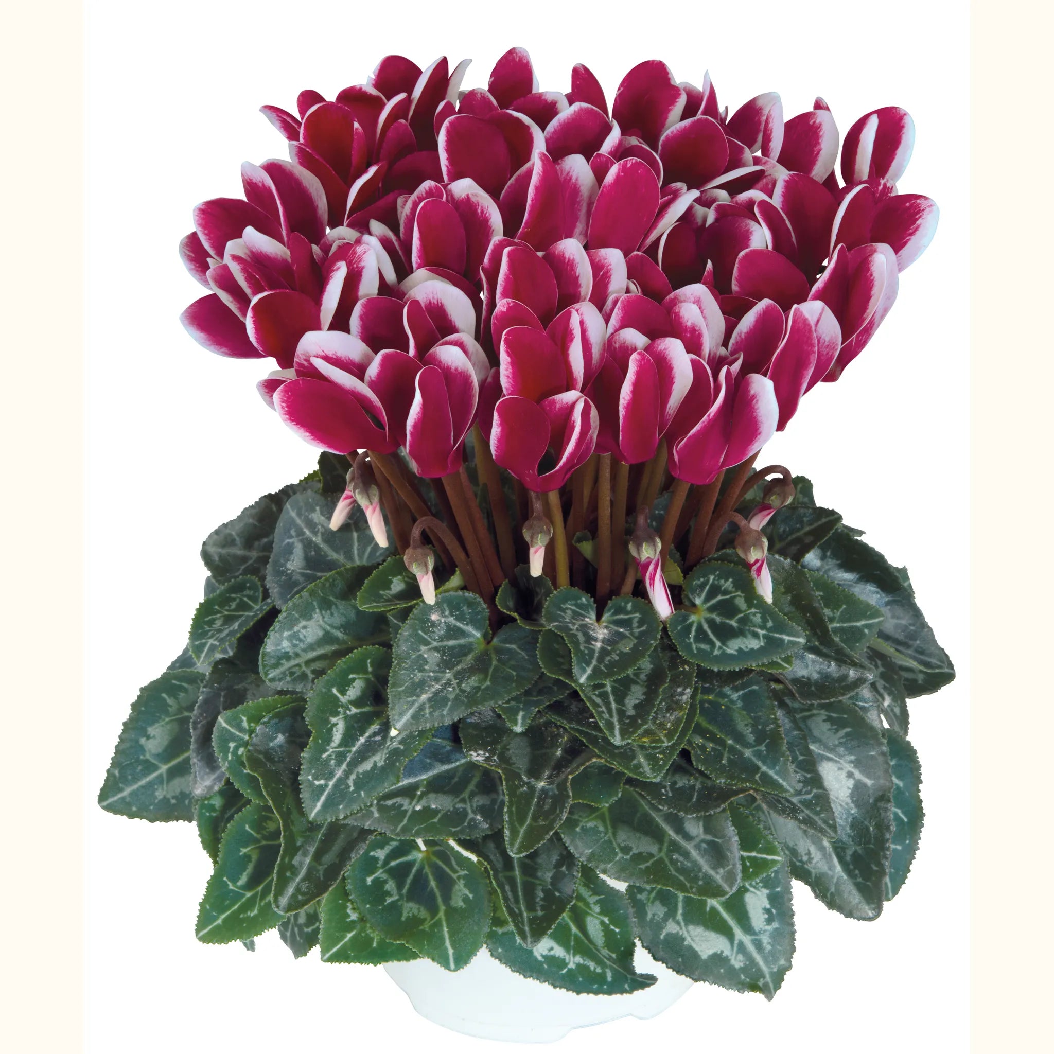 Metis® FANTASIA® Deep magenta