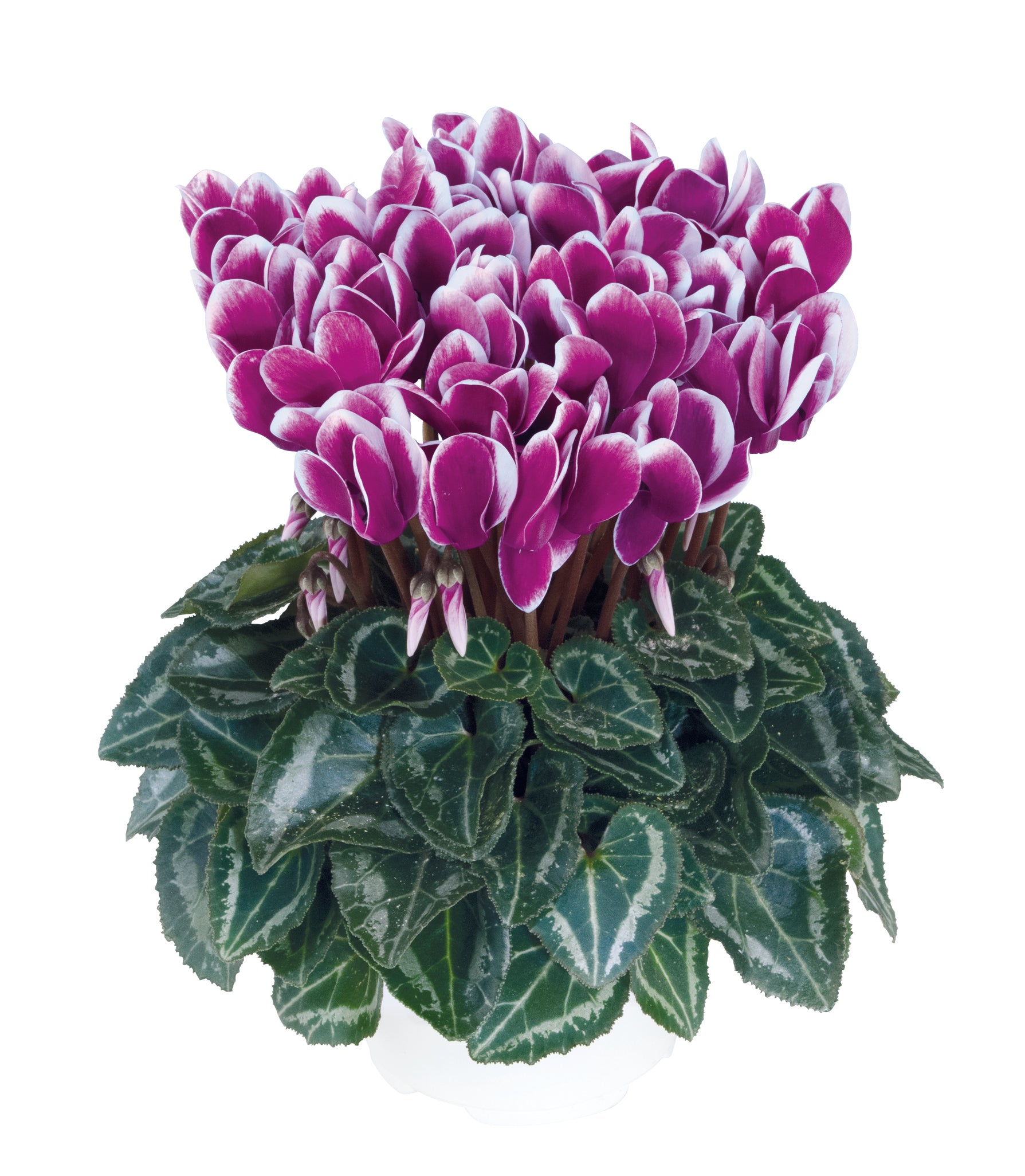 METIS® FANTASIA® Purple