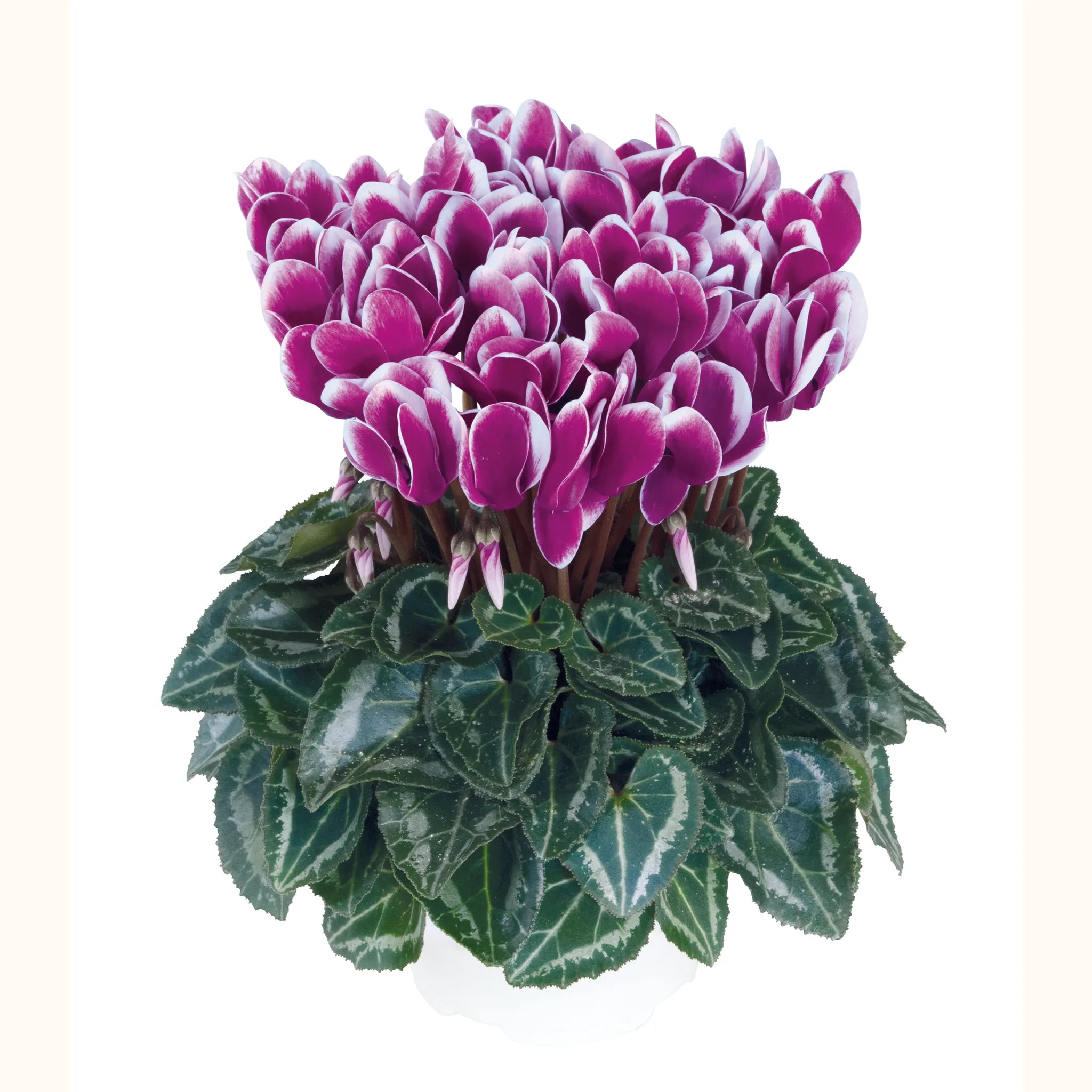 Metis® FANTASIA® Purple