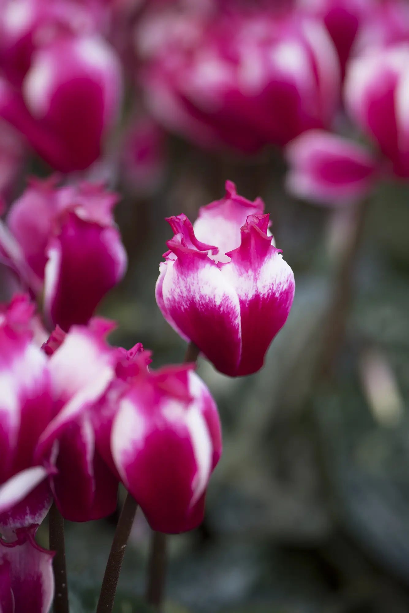 LILIBELLE® Magenta