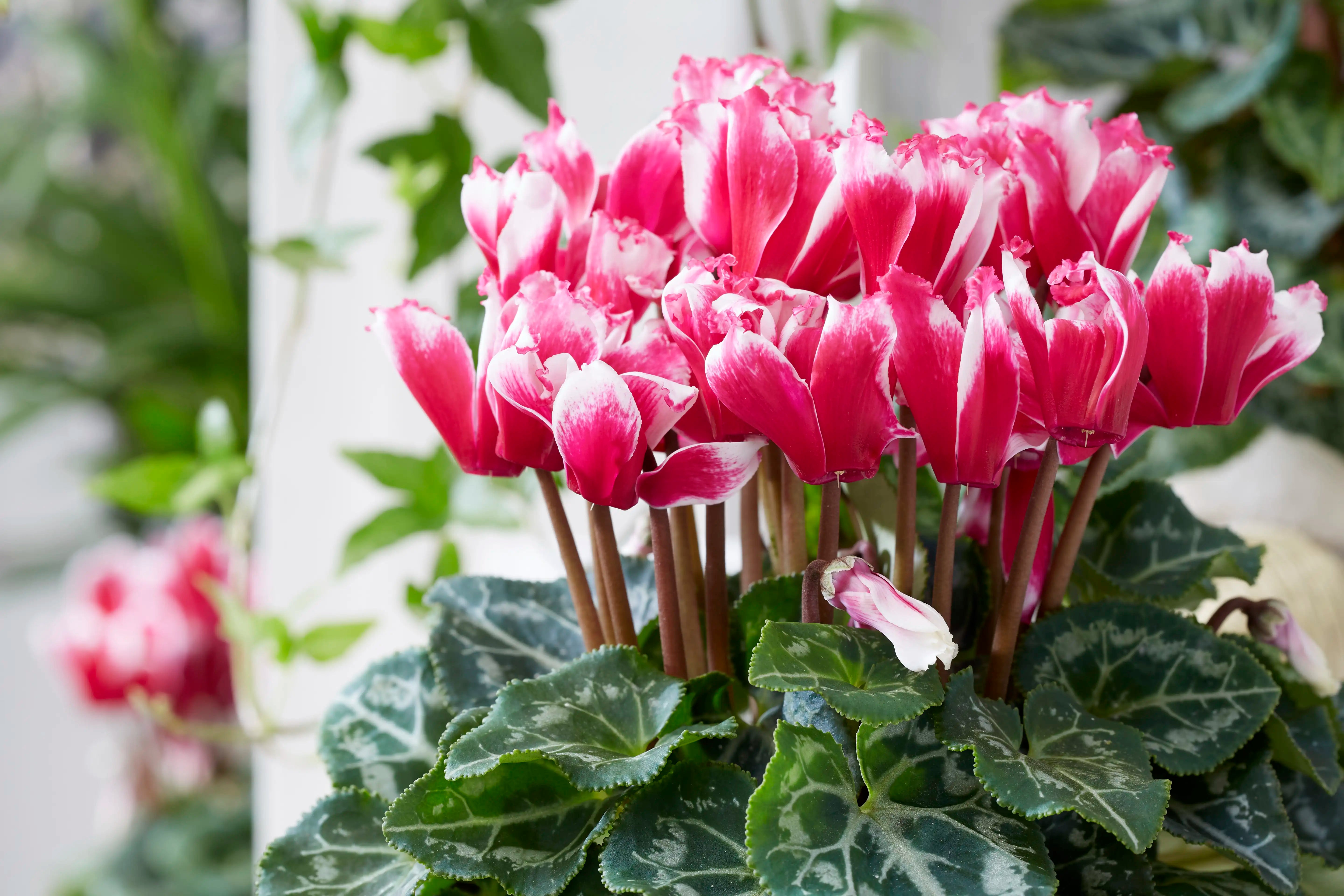 LILIBELLE® Magenta