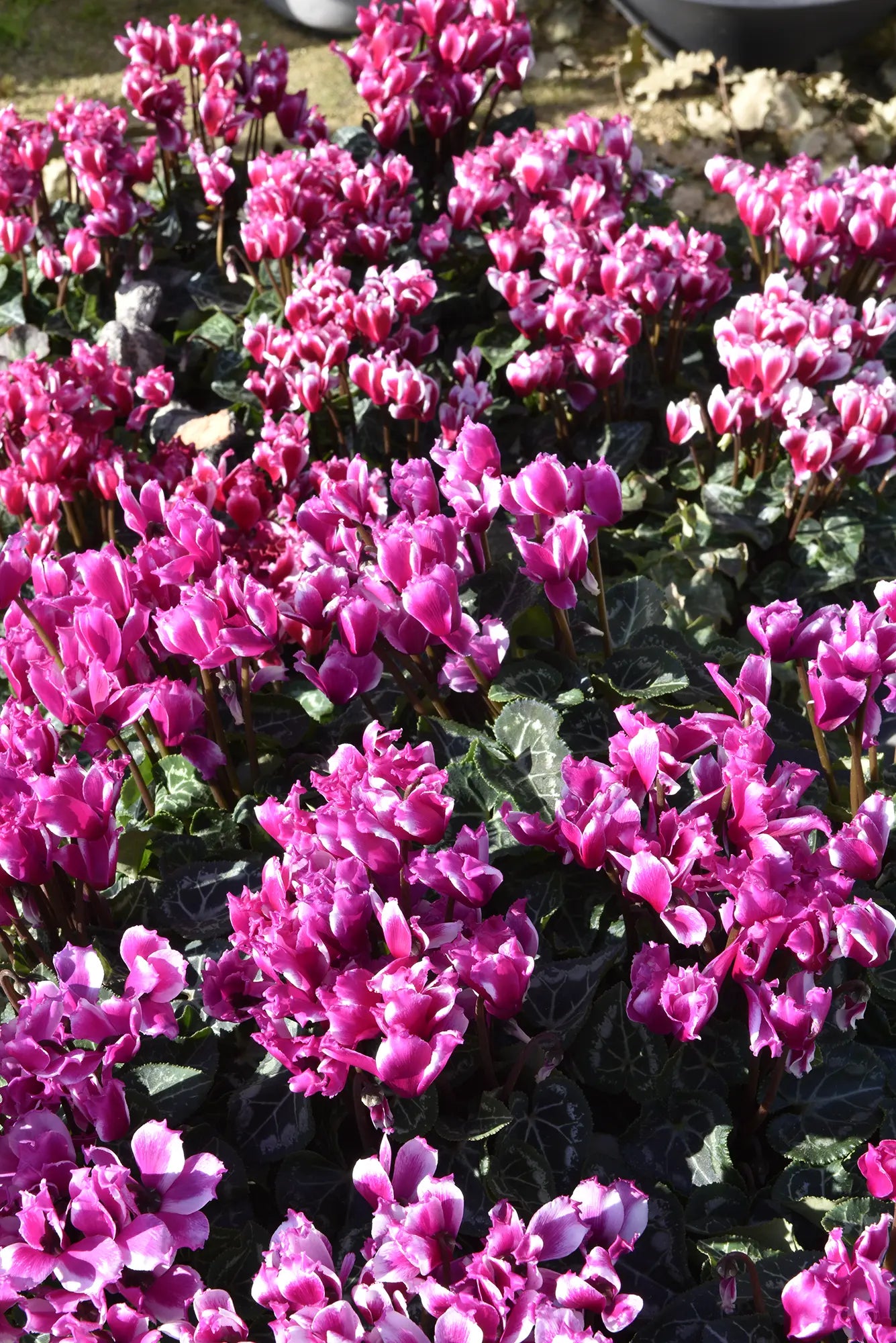 LILIBELLE® Magenta