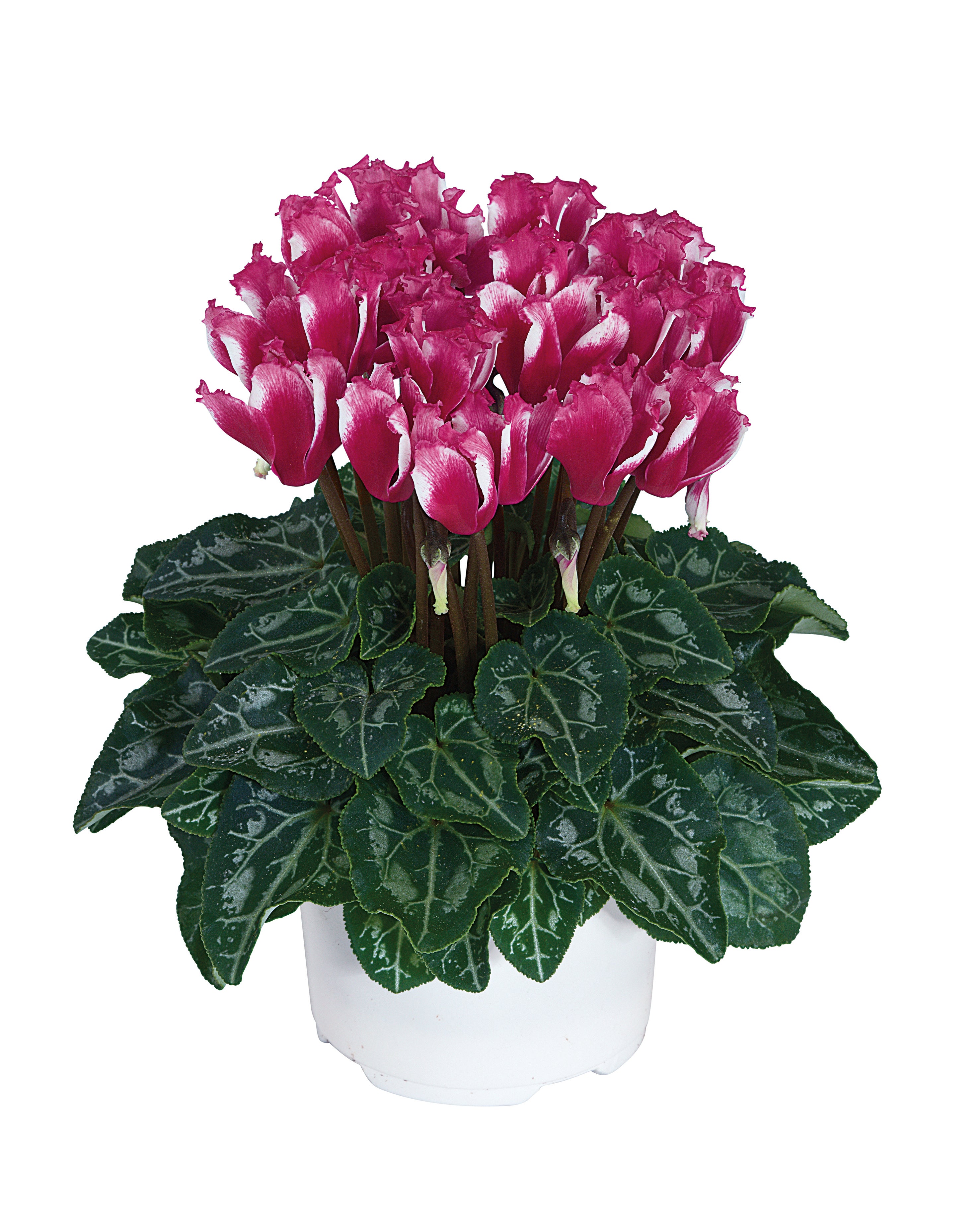 LILIBELLE® Magenta
