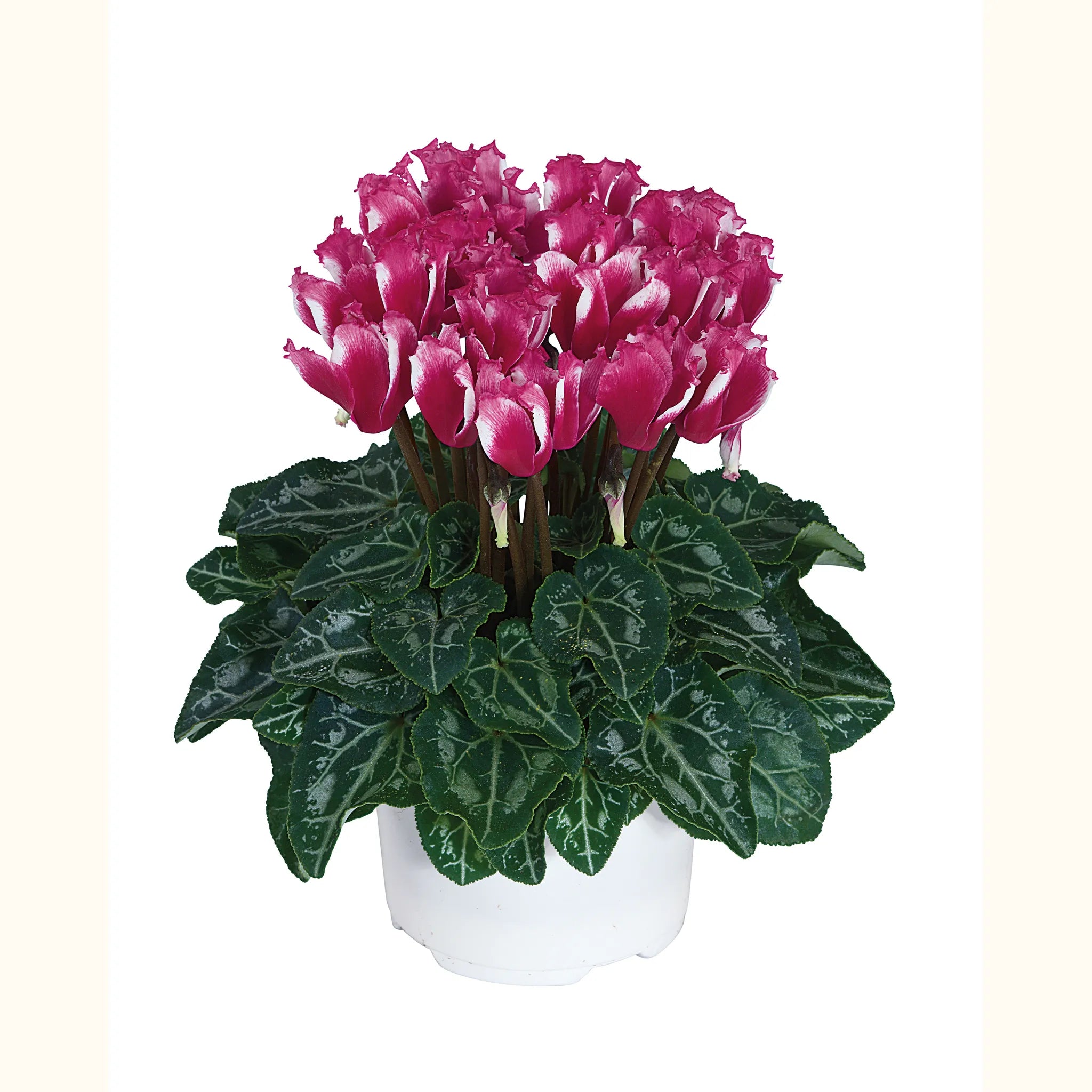 LILIBELLE® Magenta