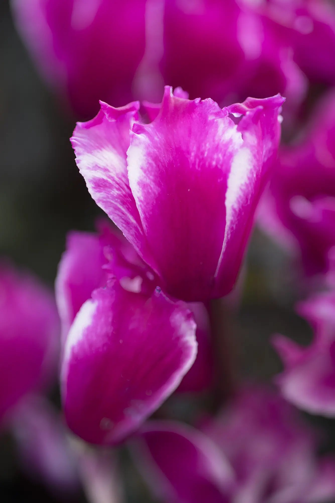 LILIBELLE® Bright purple
