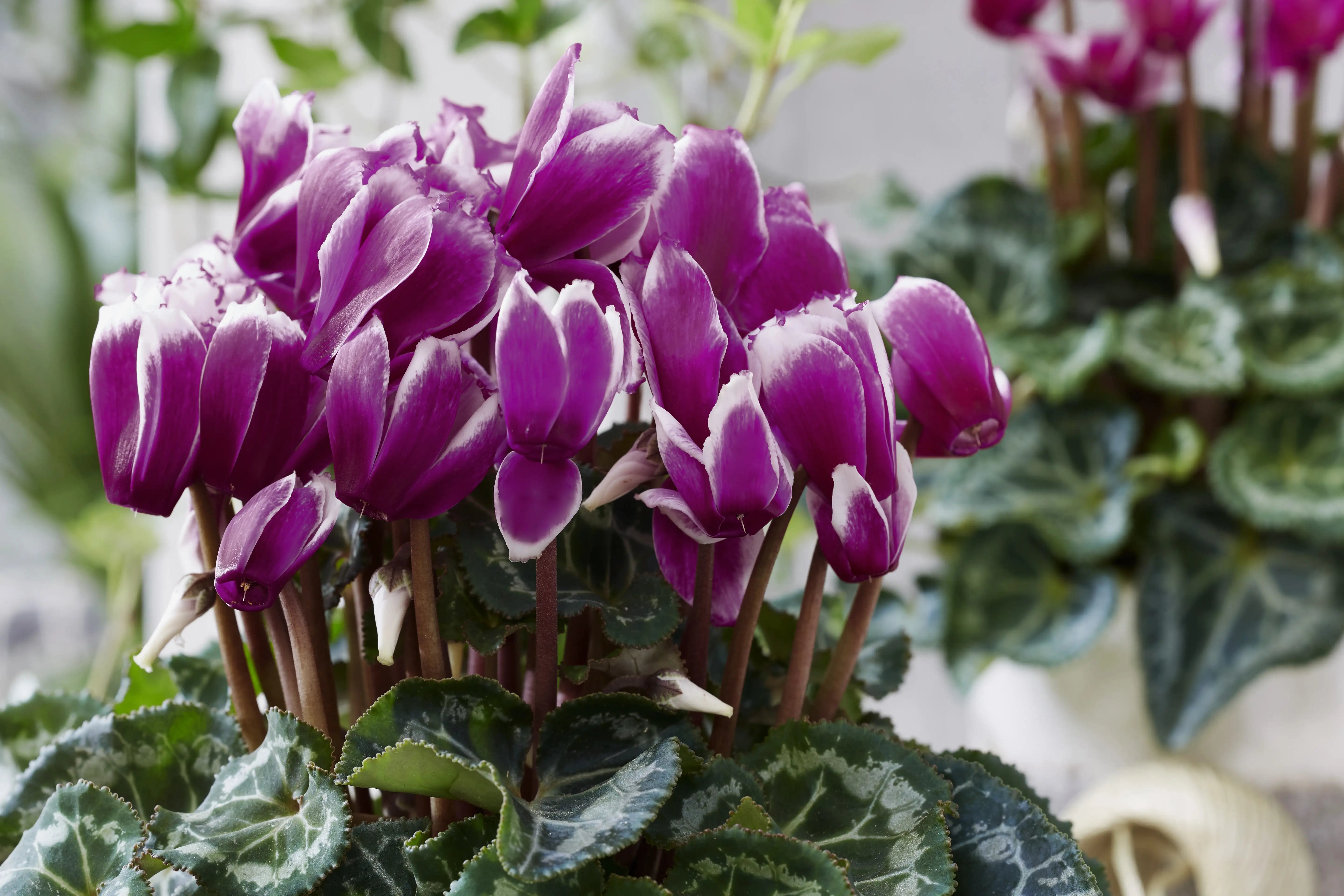 LILIBELLE® Bright purple