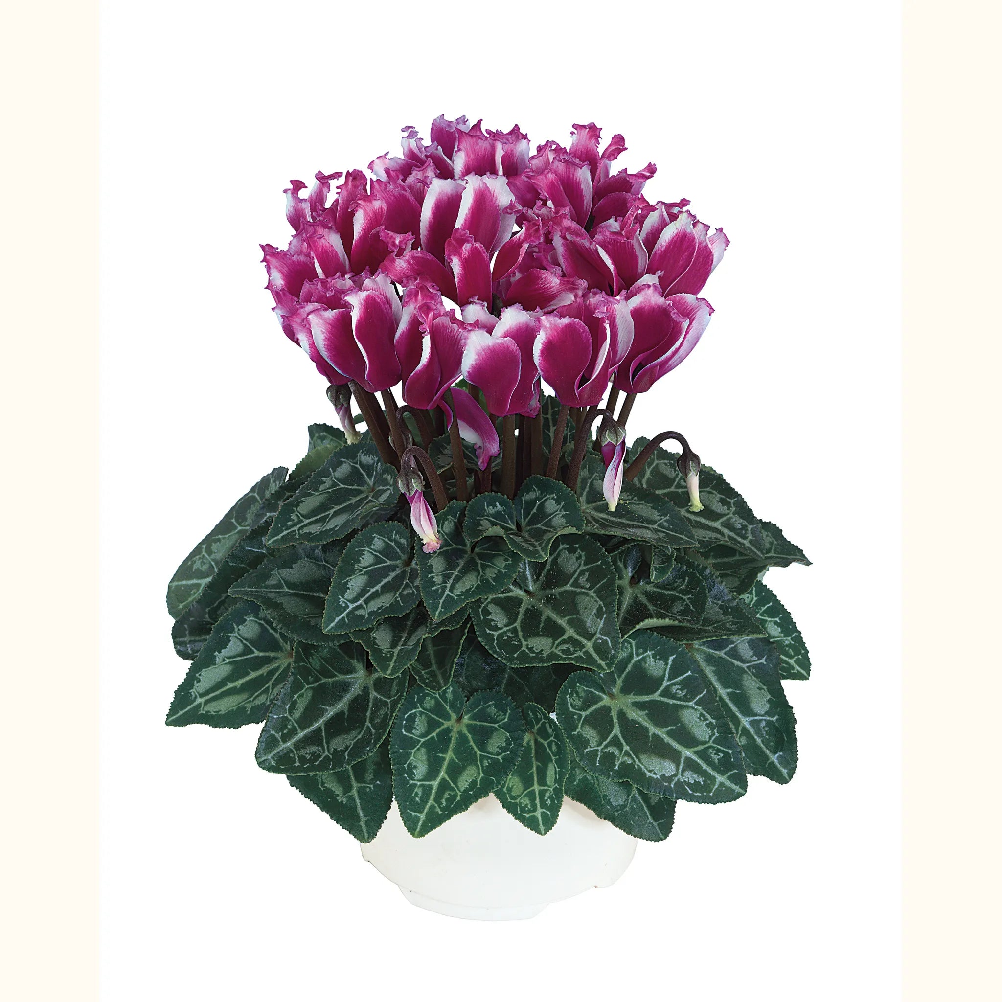 LILIBELLE® Bright purple