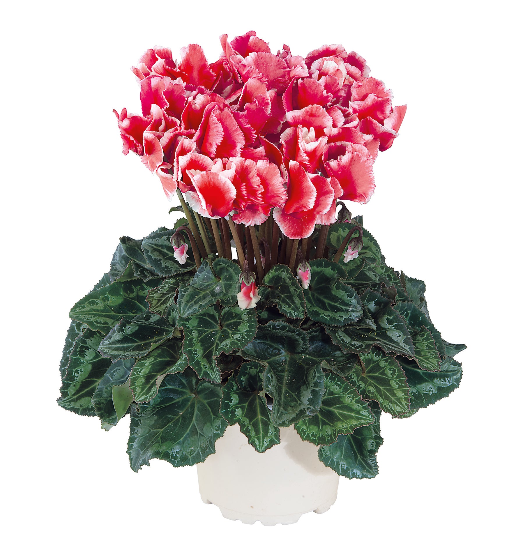 Metis® ABANICO® Saumon écarlate