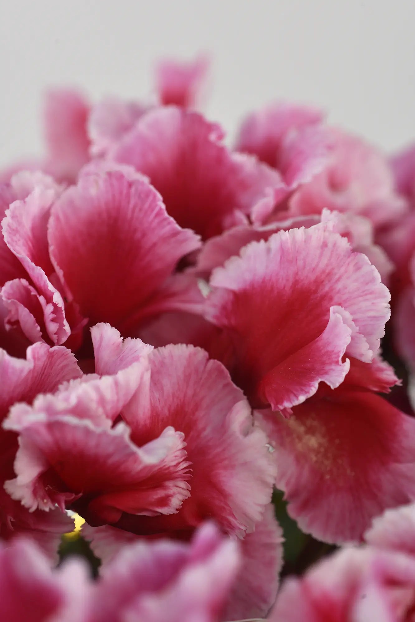 METIS® ABANICO® Rose