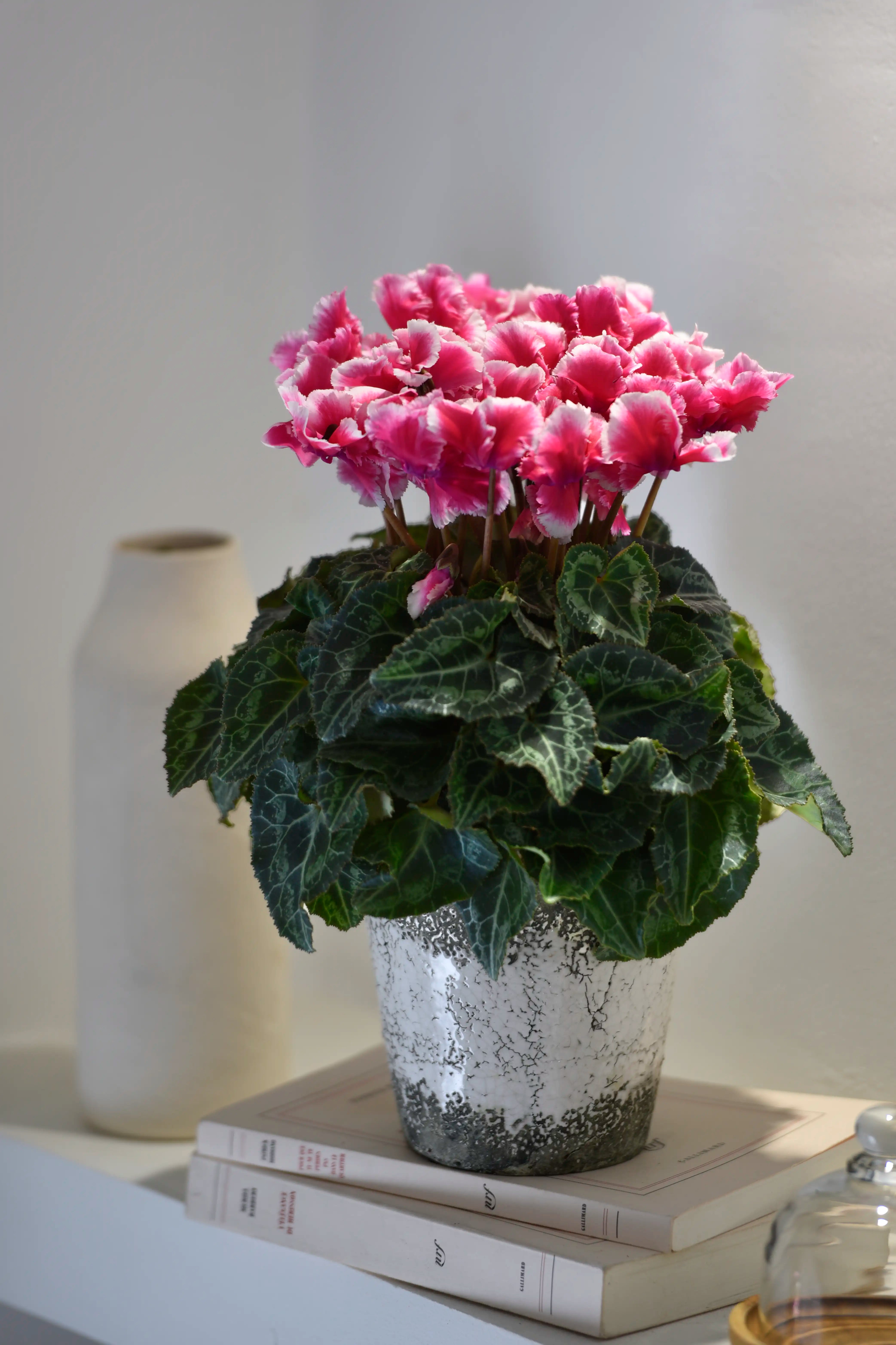METIS® ABANICO® Rose