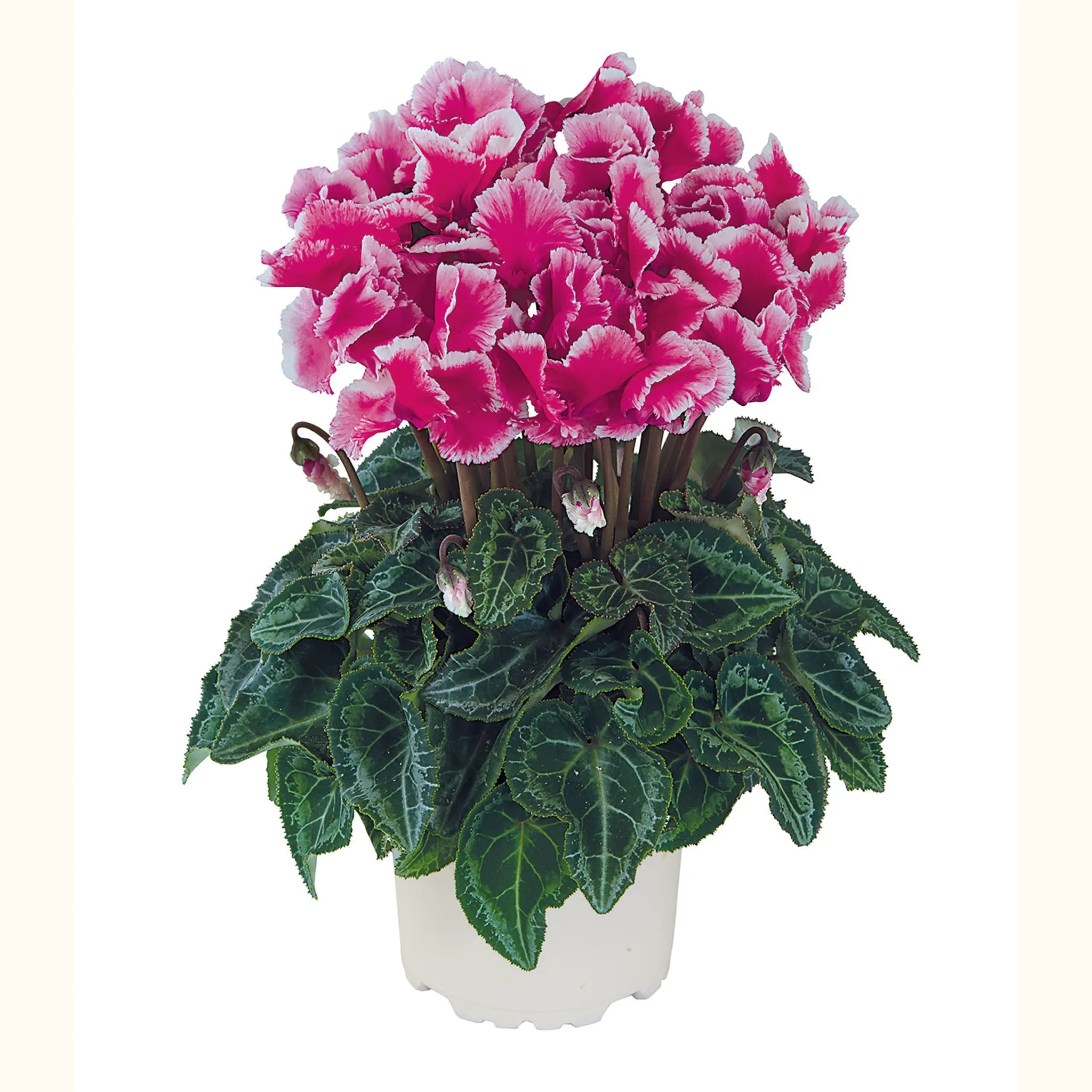 Metis® ABANICO® Fuchsia