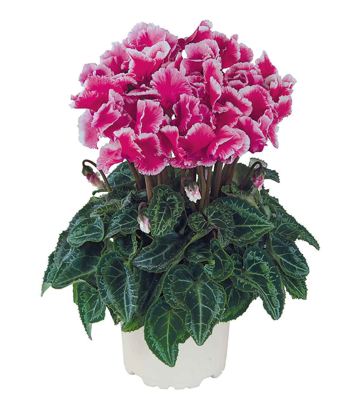 Metis® ABANICO® Fuchsia