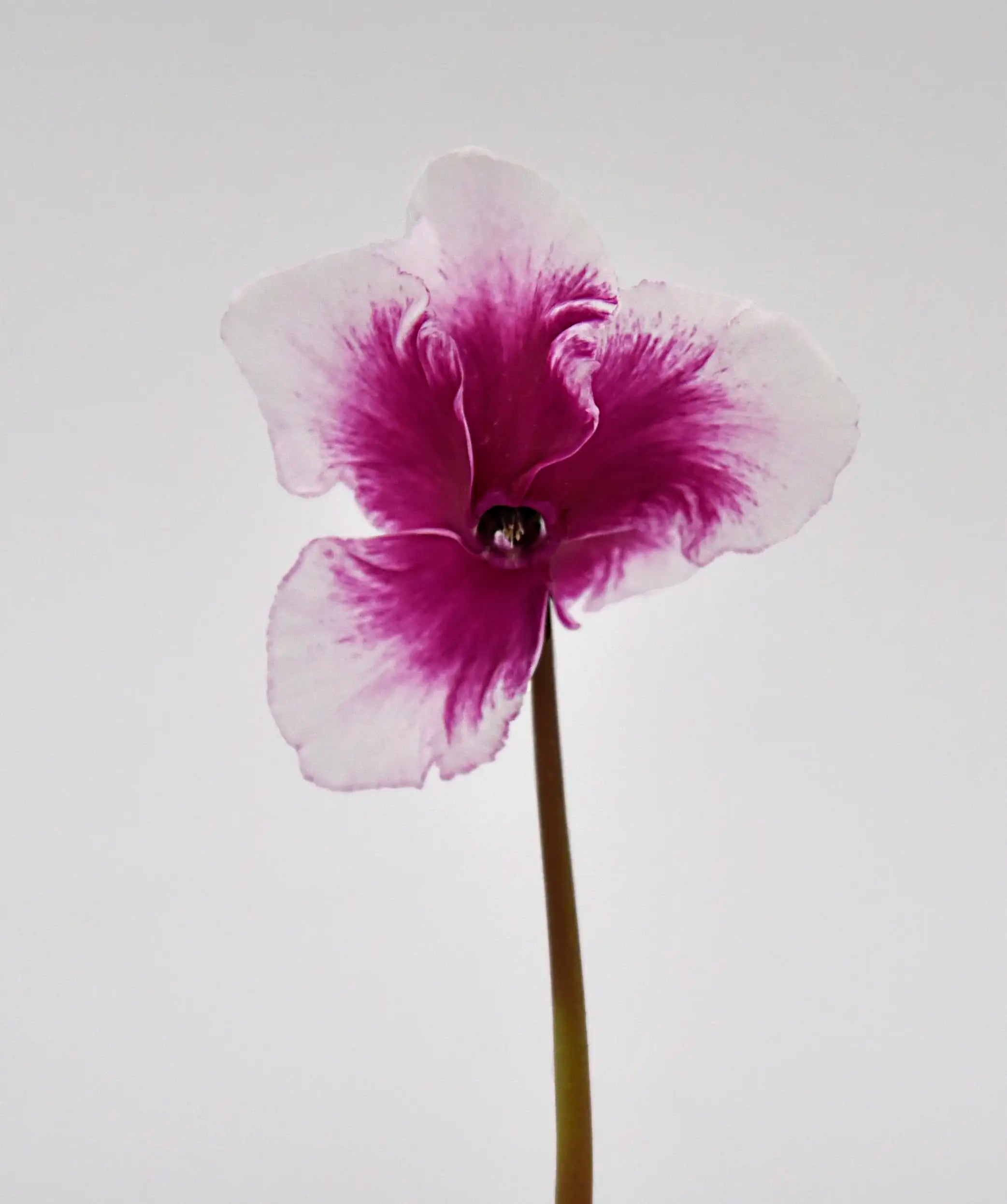 METIS® ABANICO® Light purple