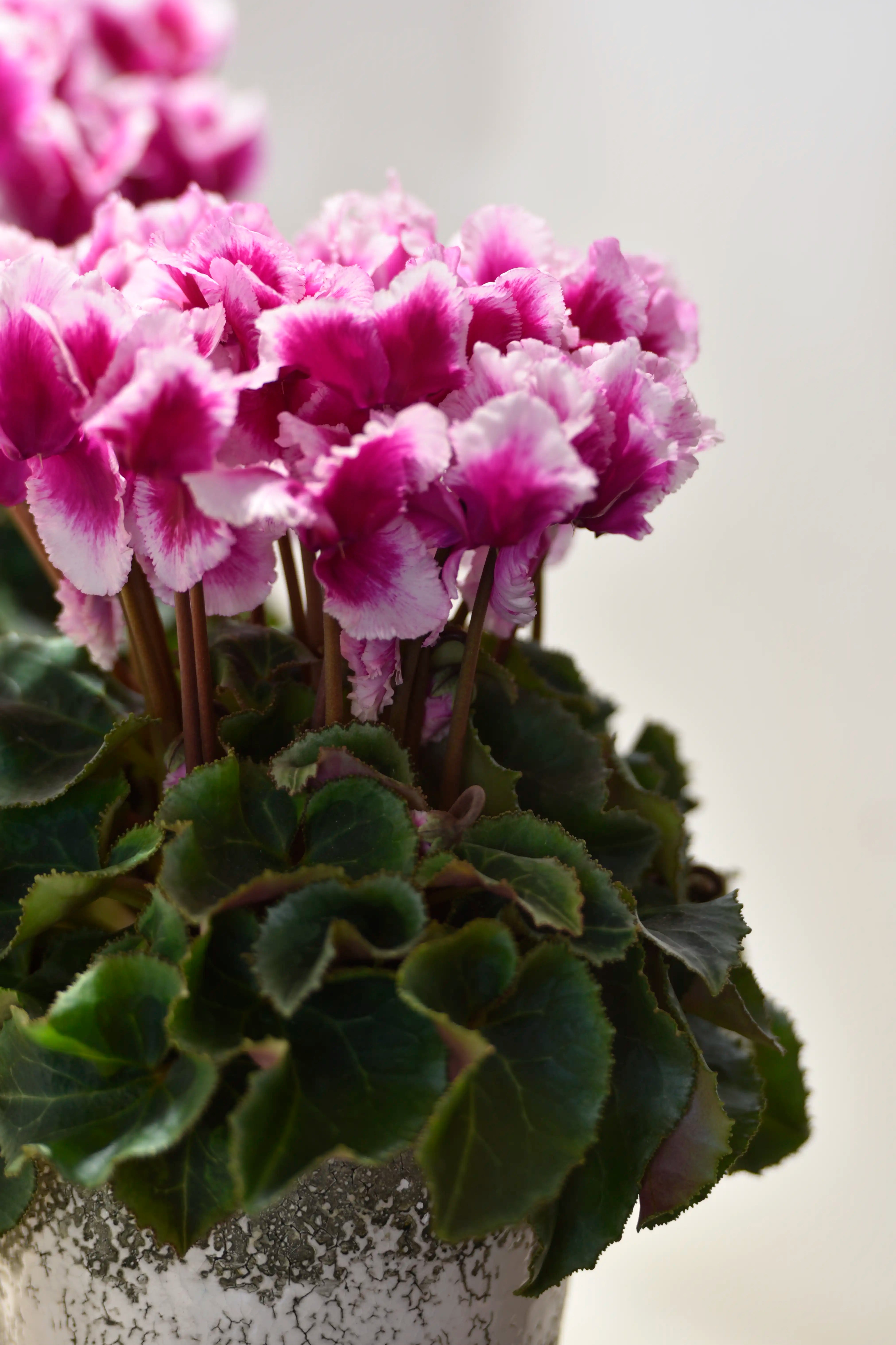 METIS® ABANICO® Light purple