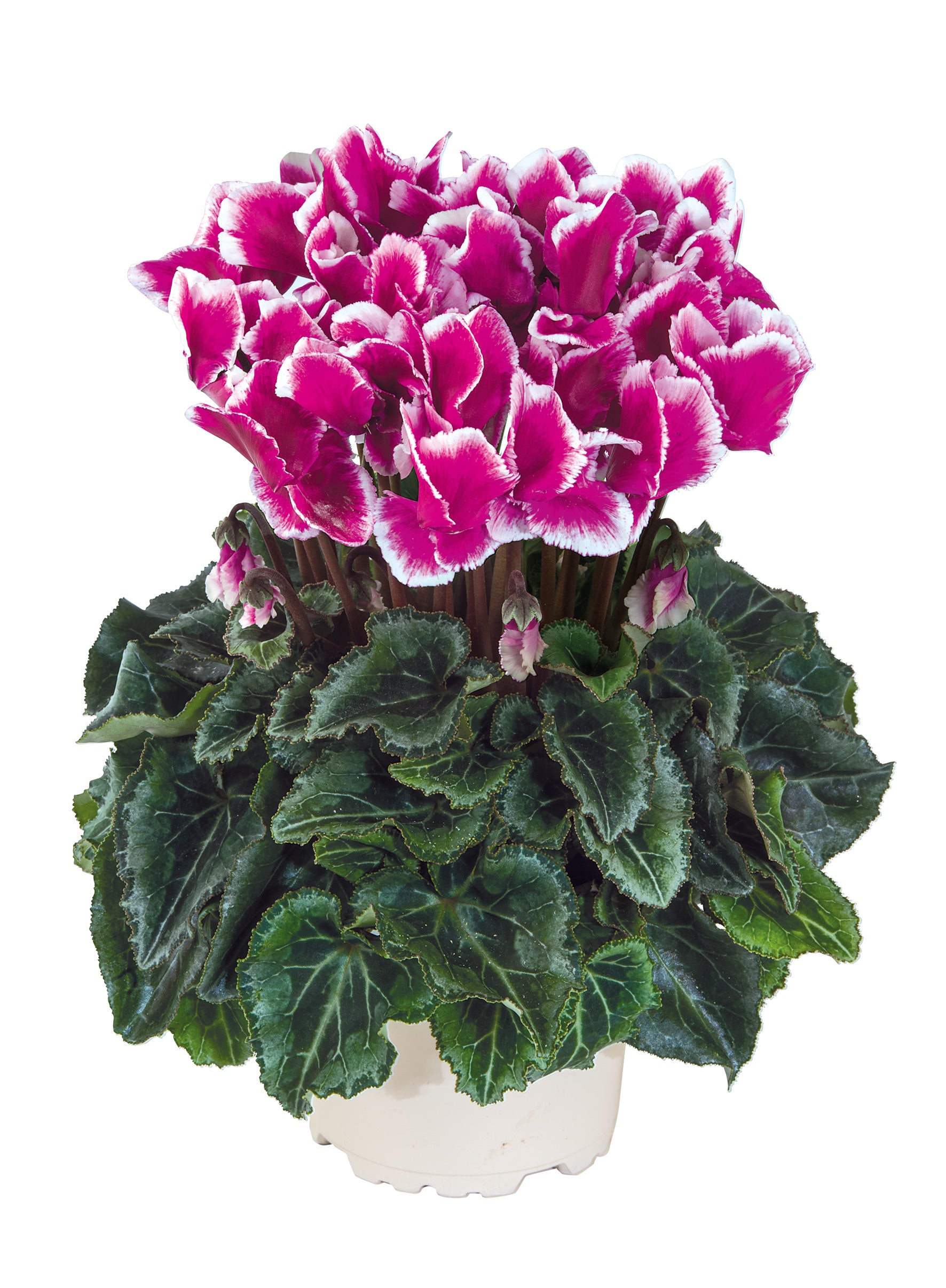 METIS® ABANICO® Light purple