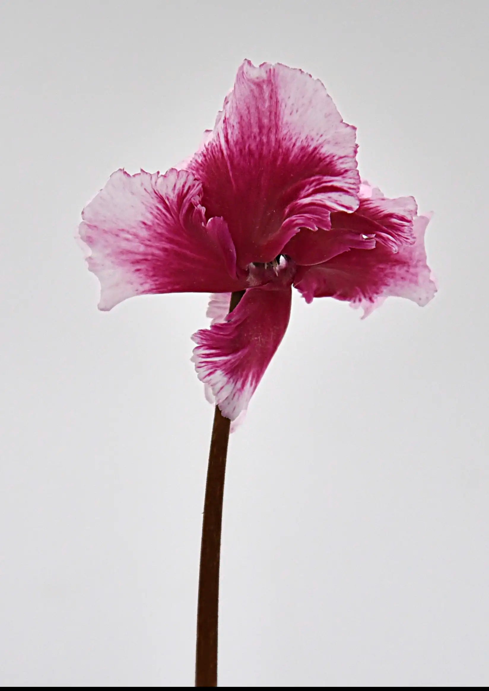 METIS® ABANICO® Deep magenta