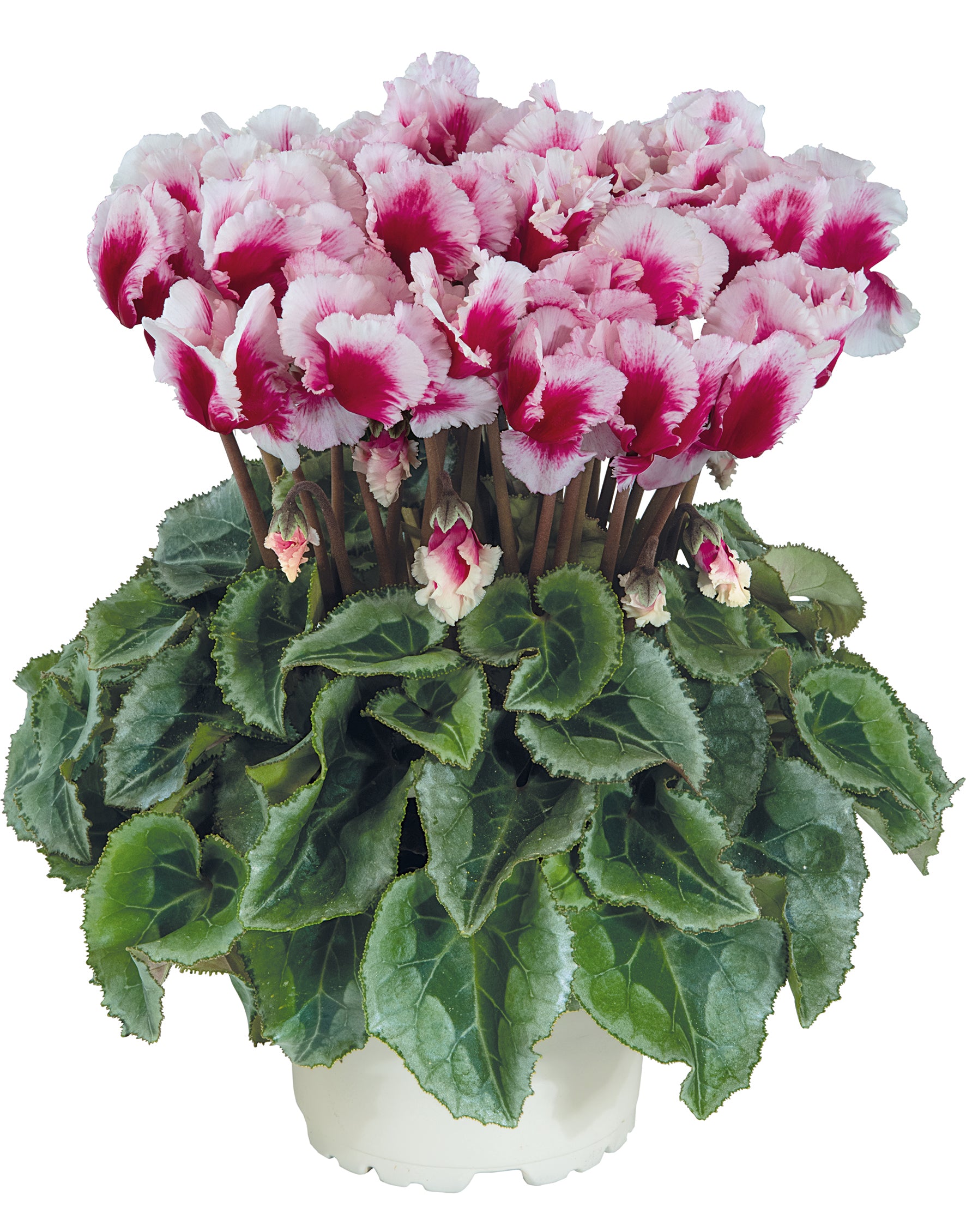 METIS® ABANICO® Deep magenta