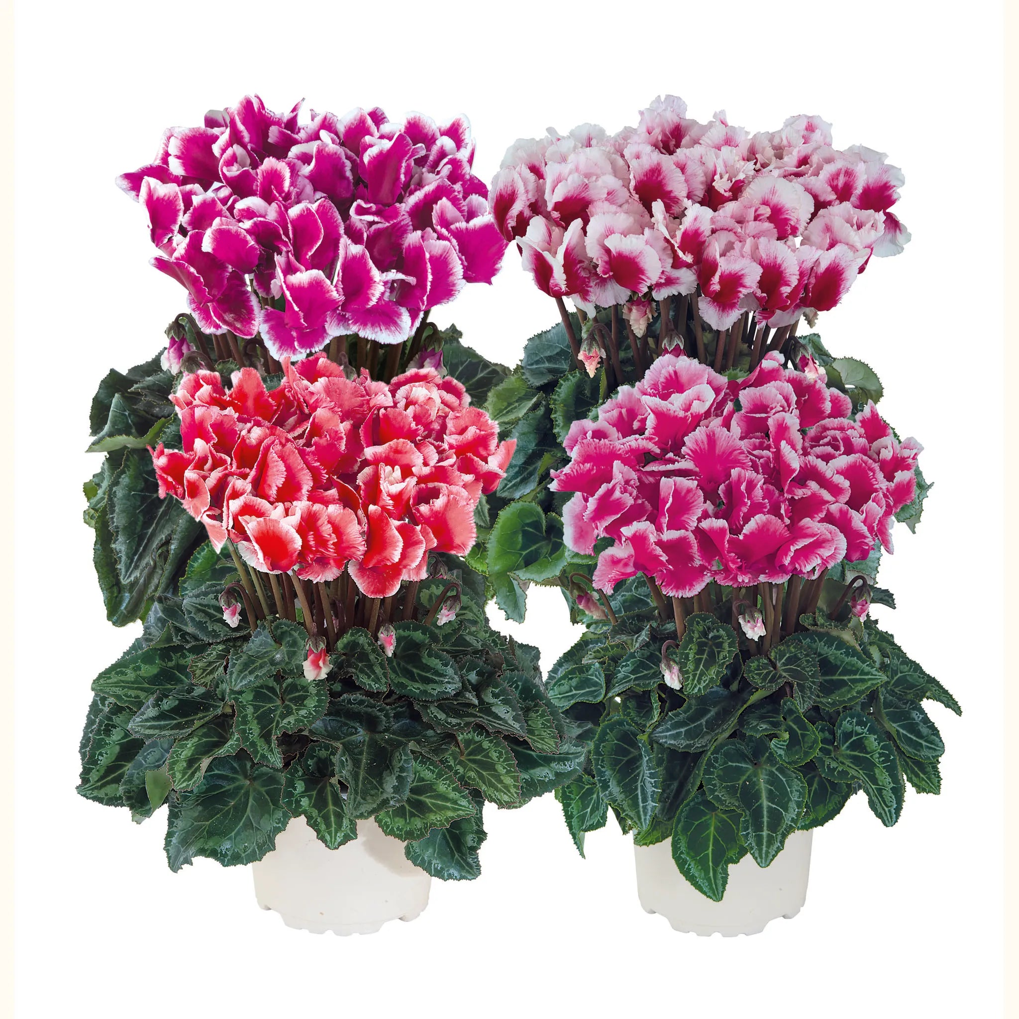 Metis® ABANICO® Mélange