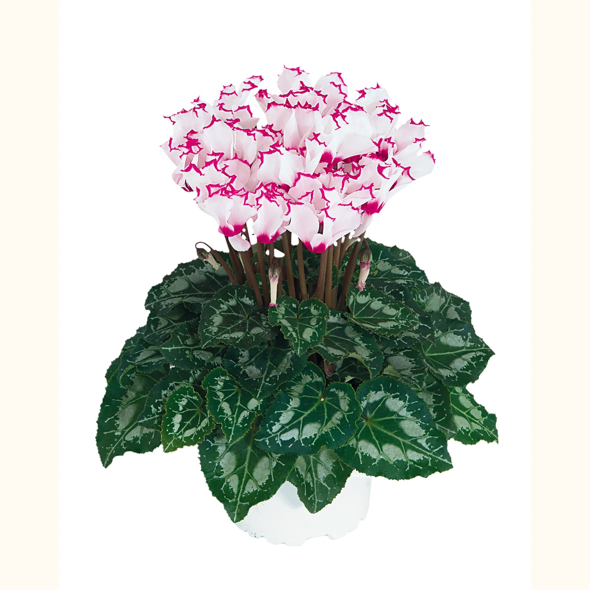 ABSOLU® de MOREL