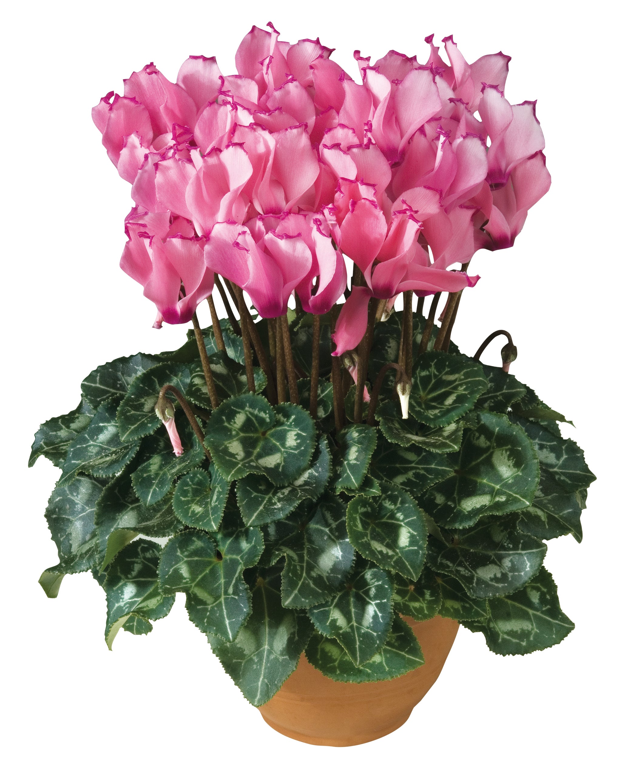 Metis® VICTORIA Salmon & Rose