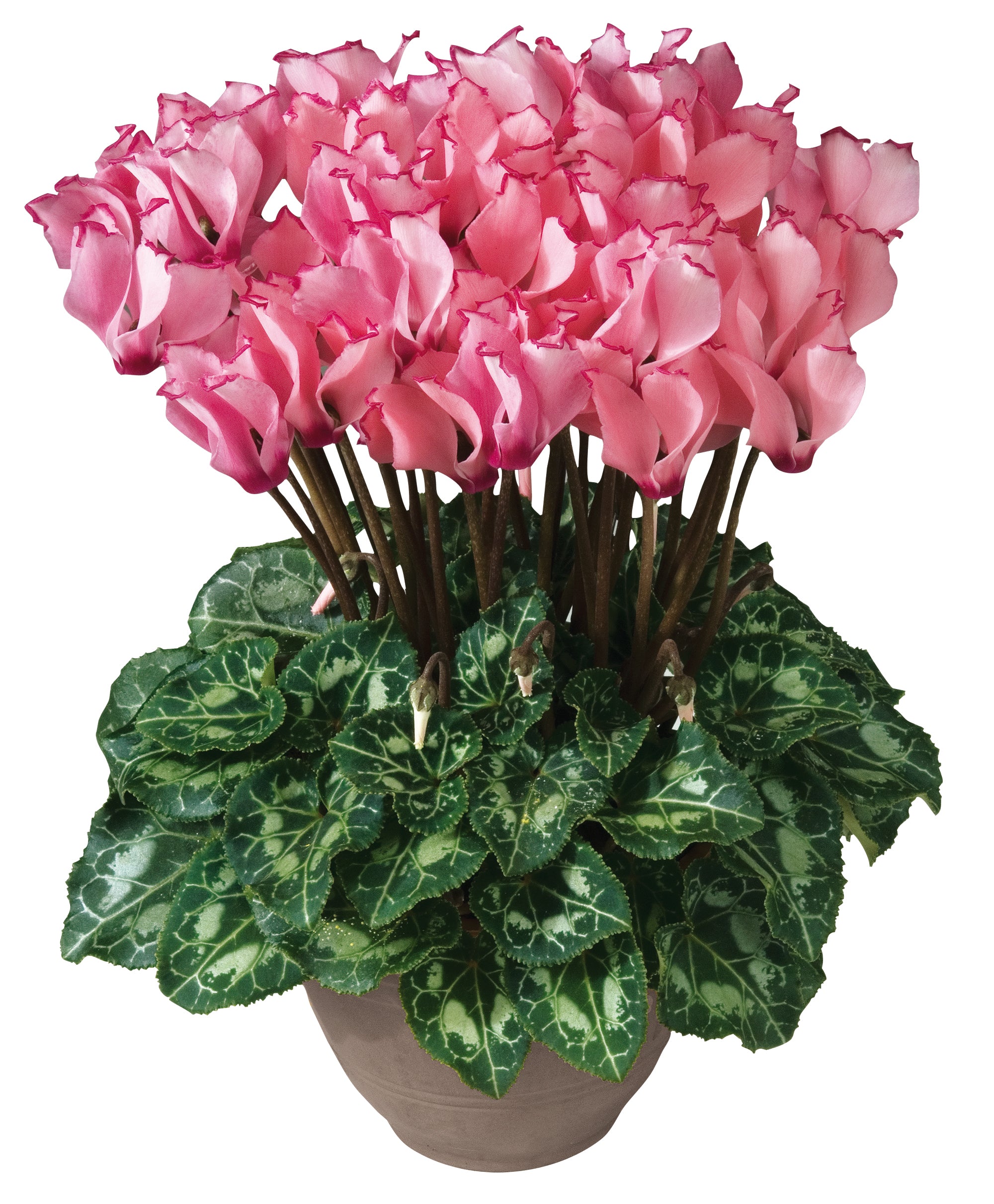 Metis® VICTORIA Salmon & Rose