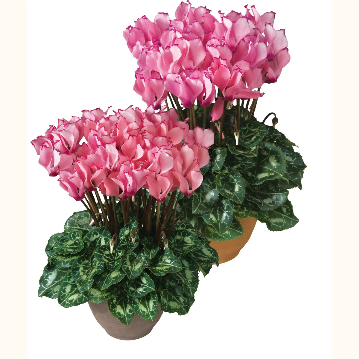 Metis® VICTORIA Salmon & Rose