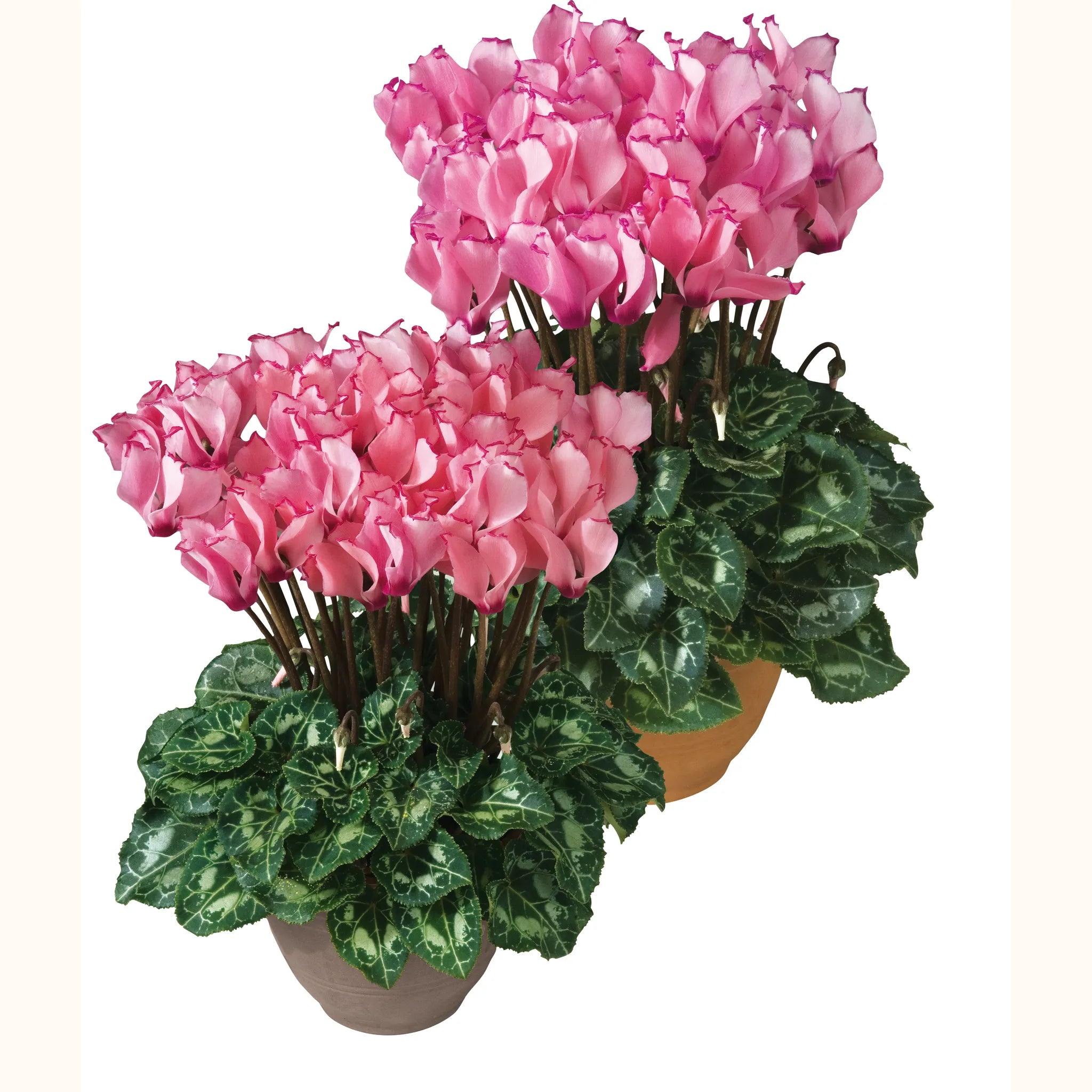 Metis® VICTORIA Salmon & Rose