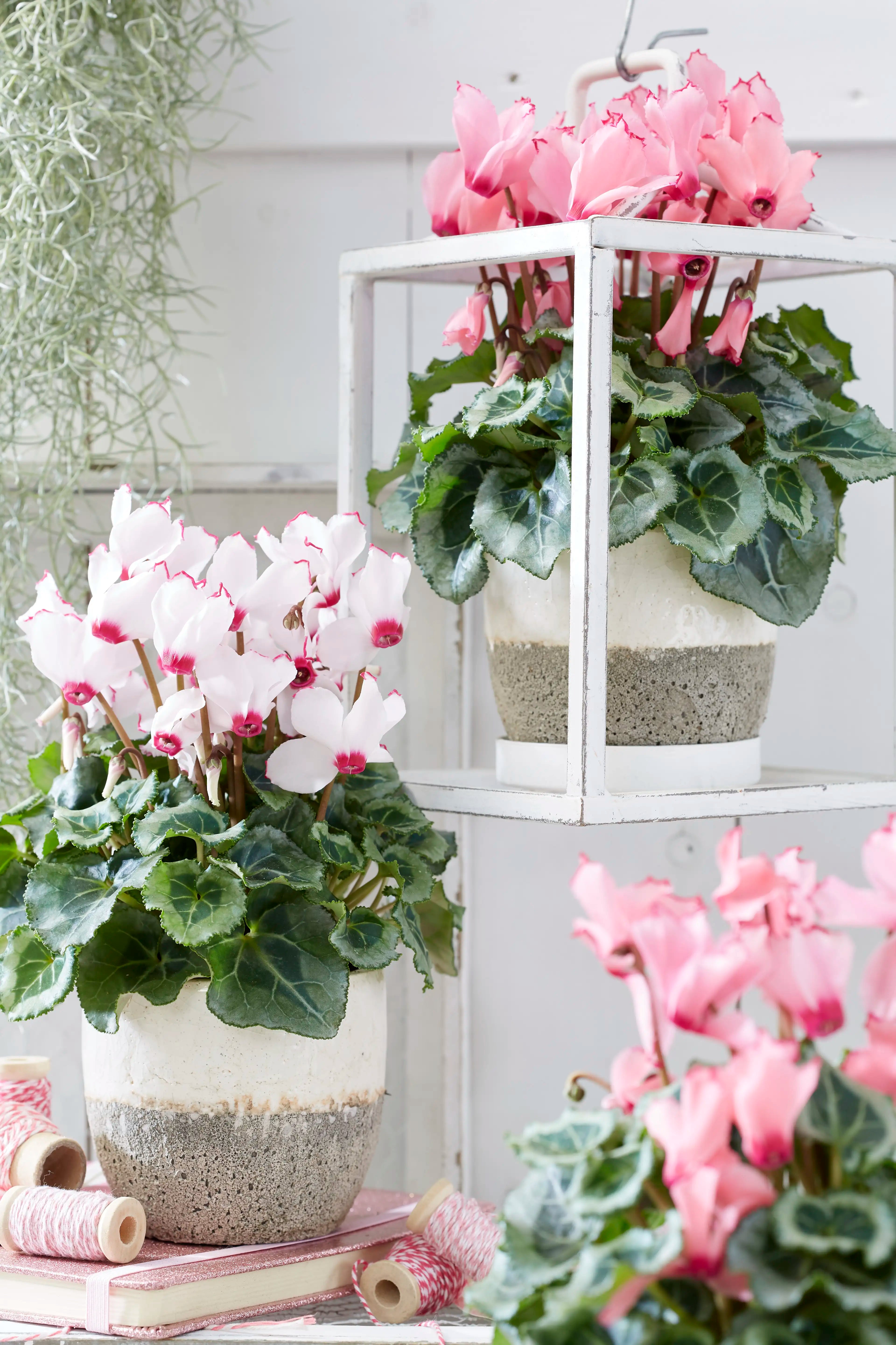 METIS® VICTORIA Deco Mix