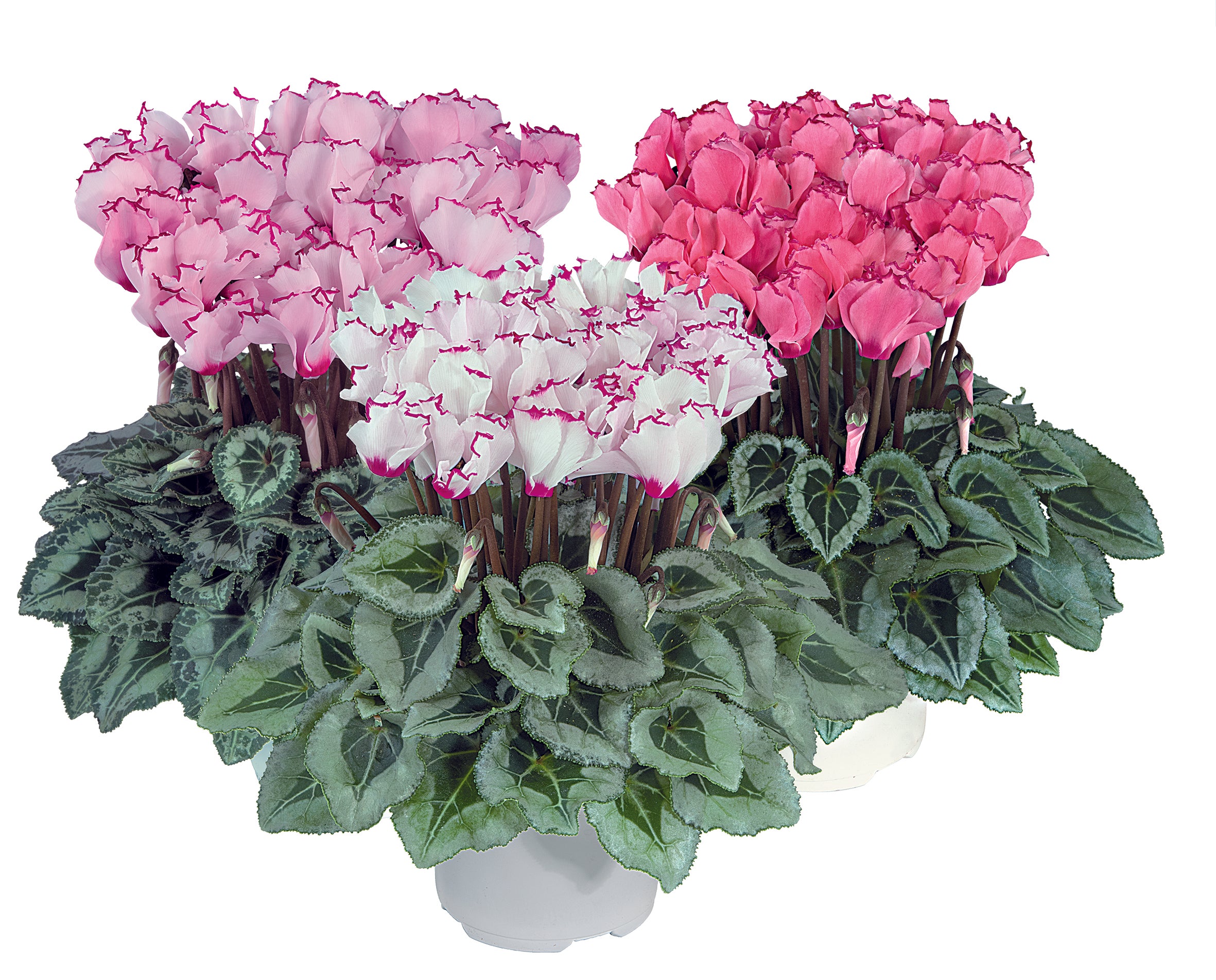 METIS® VICTORIA Deco Mix