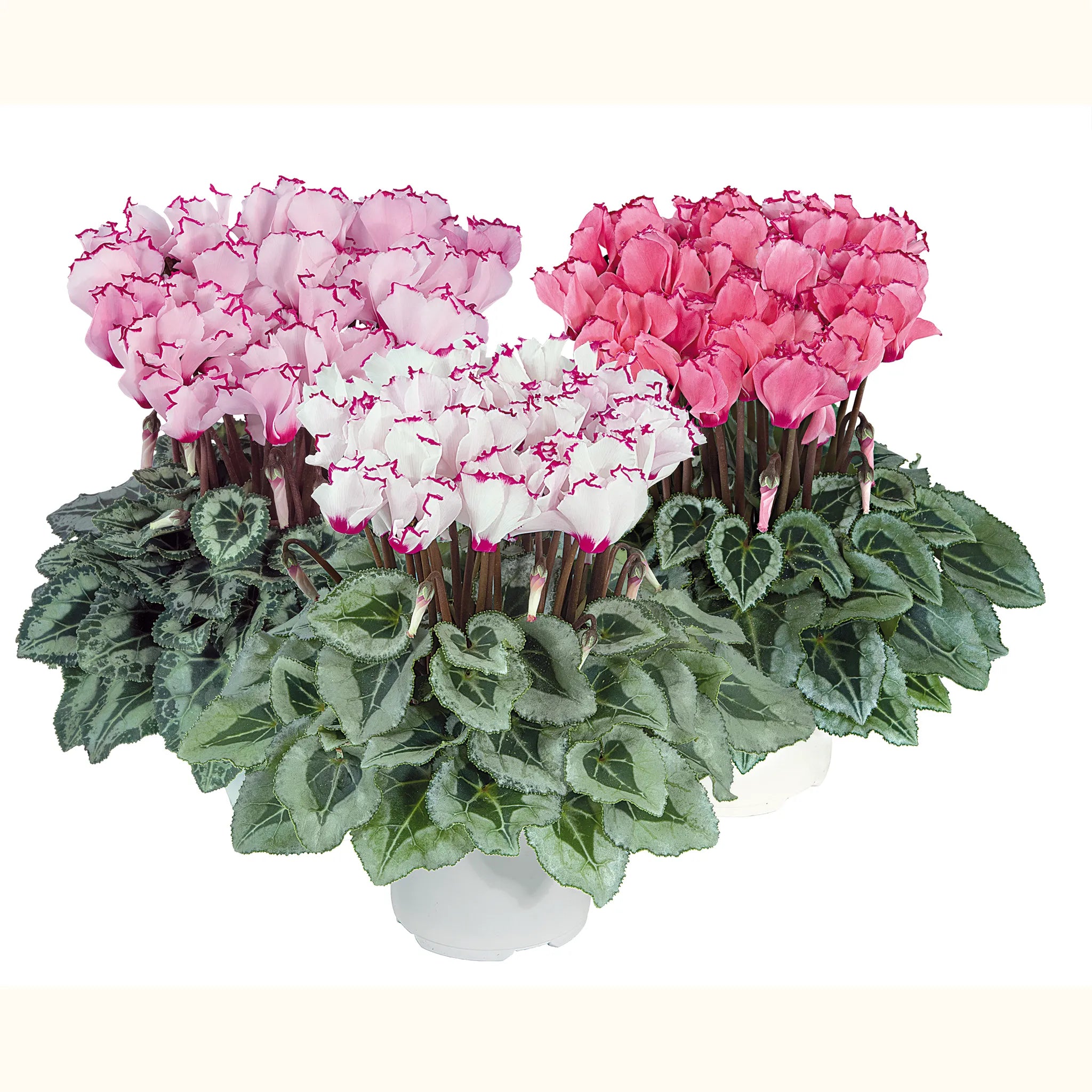 Metis® VICTORIA Deco Mix