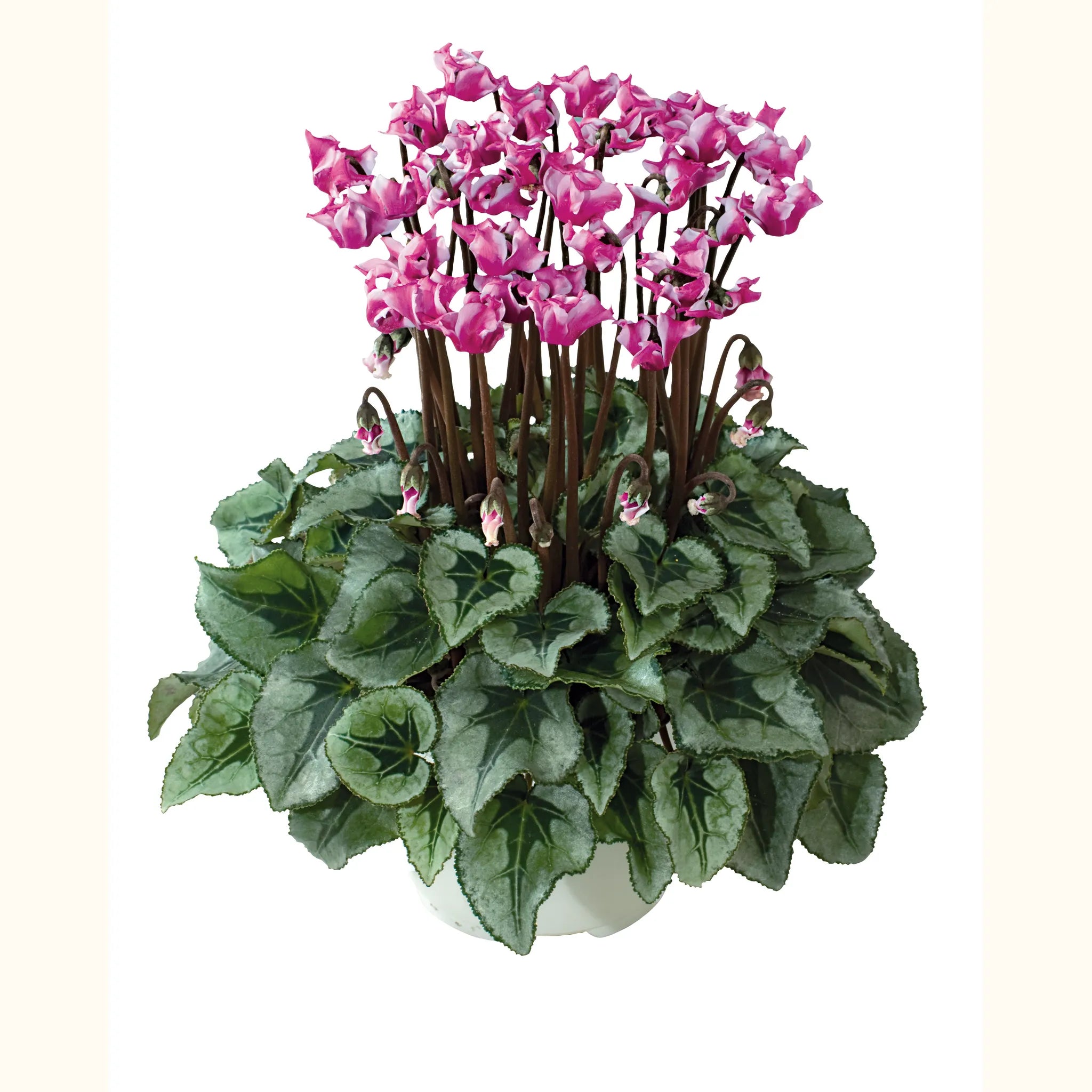 ORIGAMI® Silverleaf