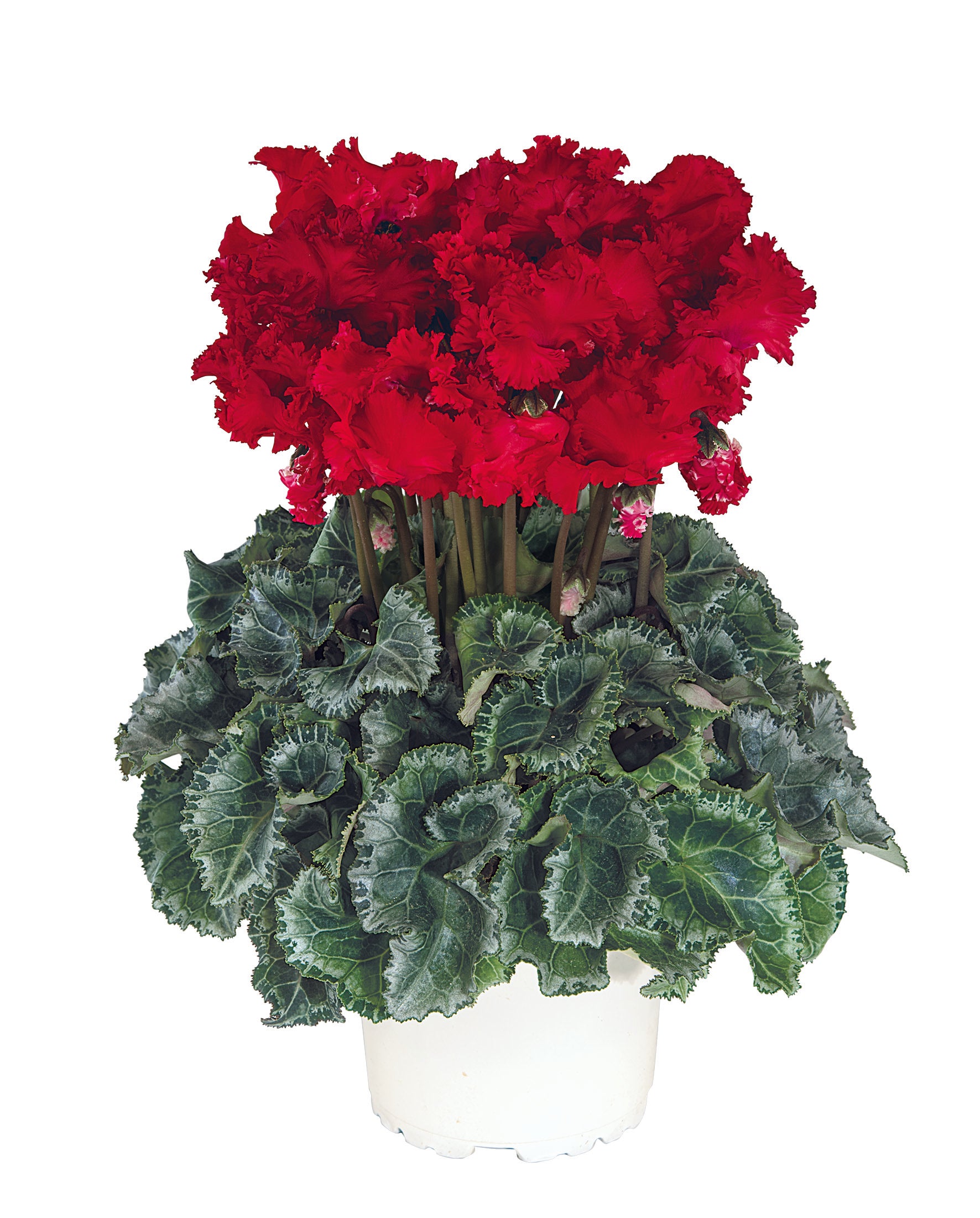 Metis® CRISPINO® mix