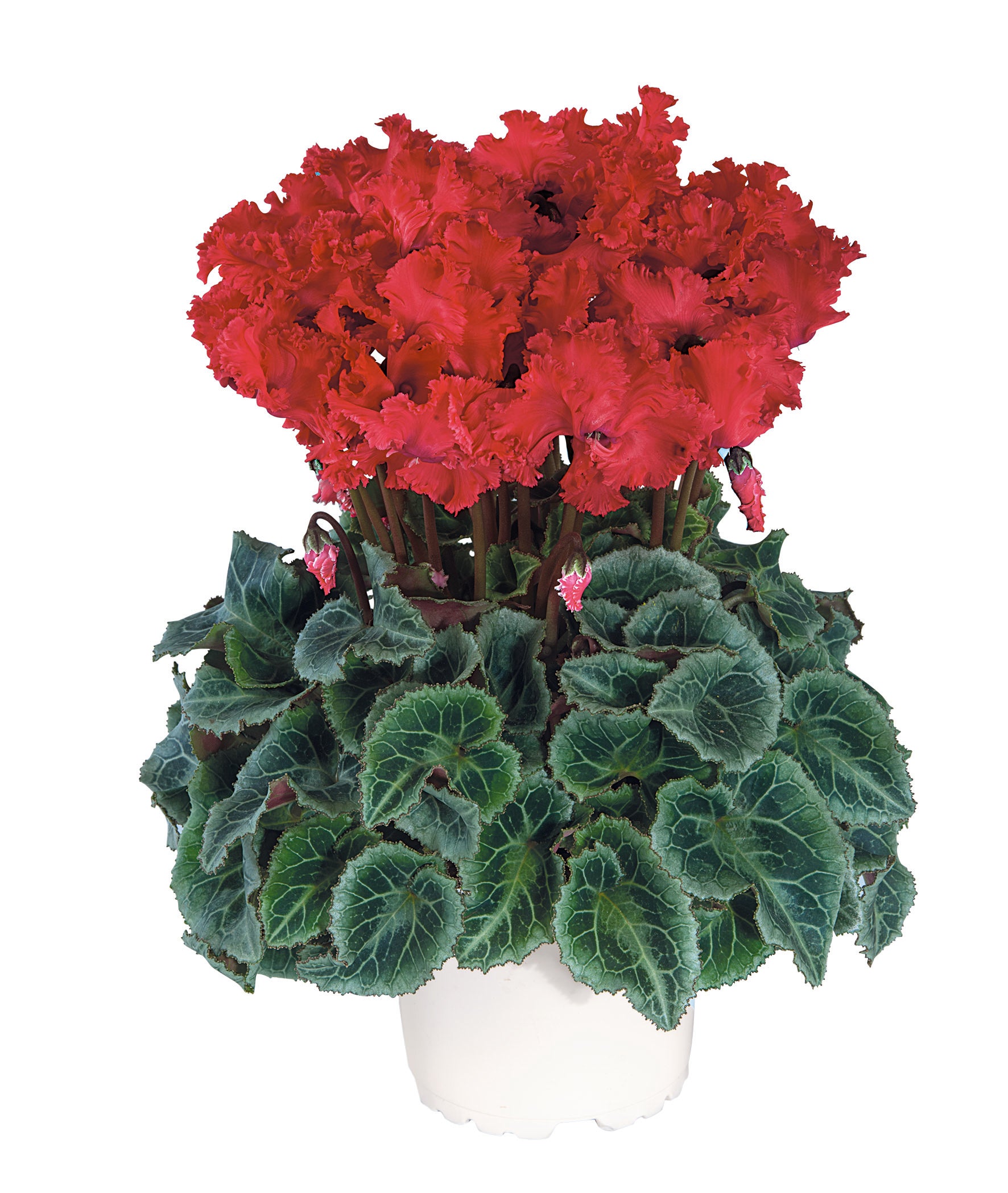 Metis® CRISPINO® mix