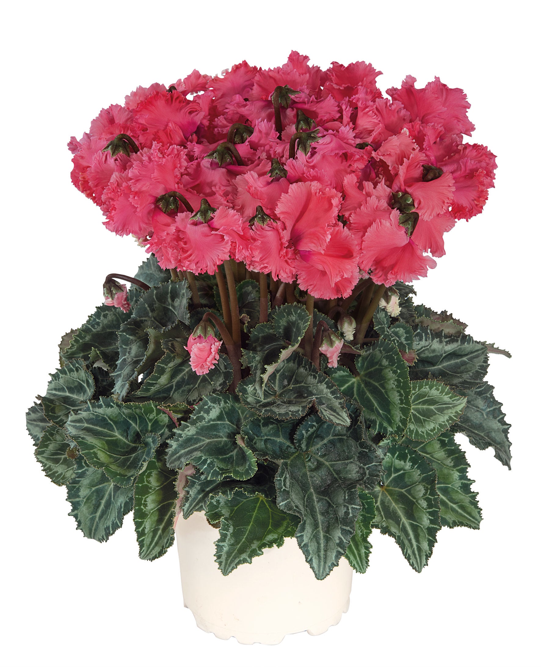 Metis® CRISPINO® mix