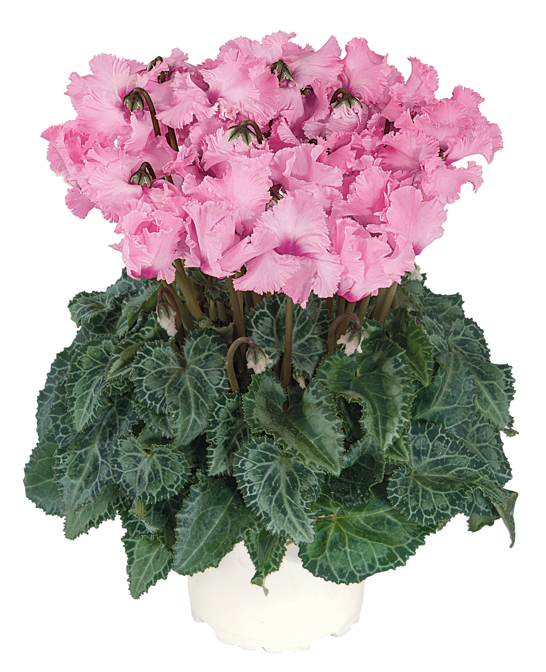 Metis® CRISPINO® mix