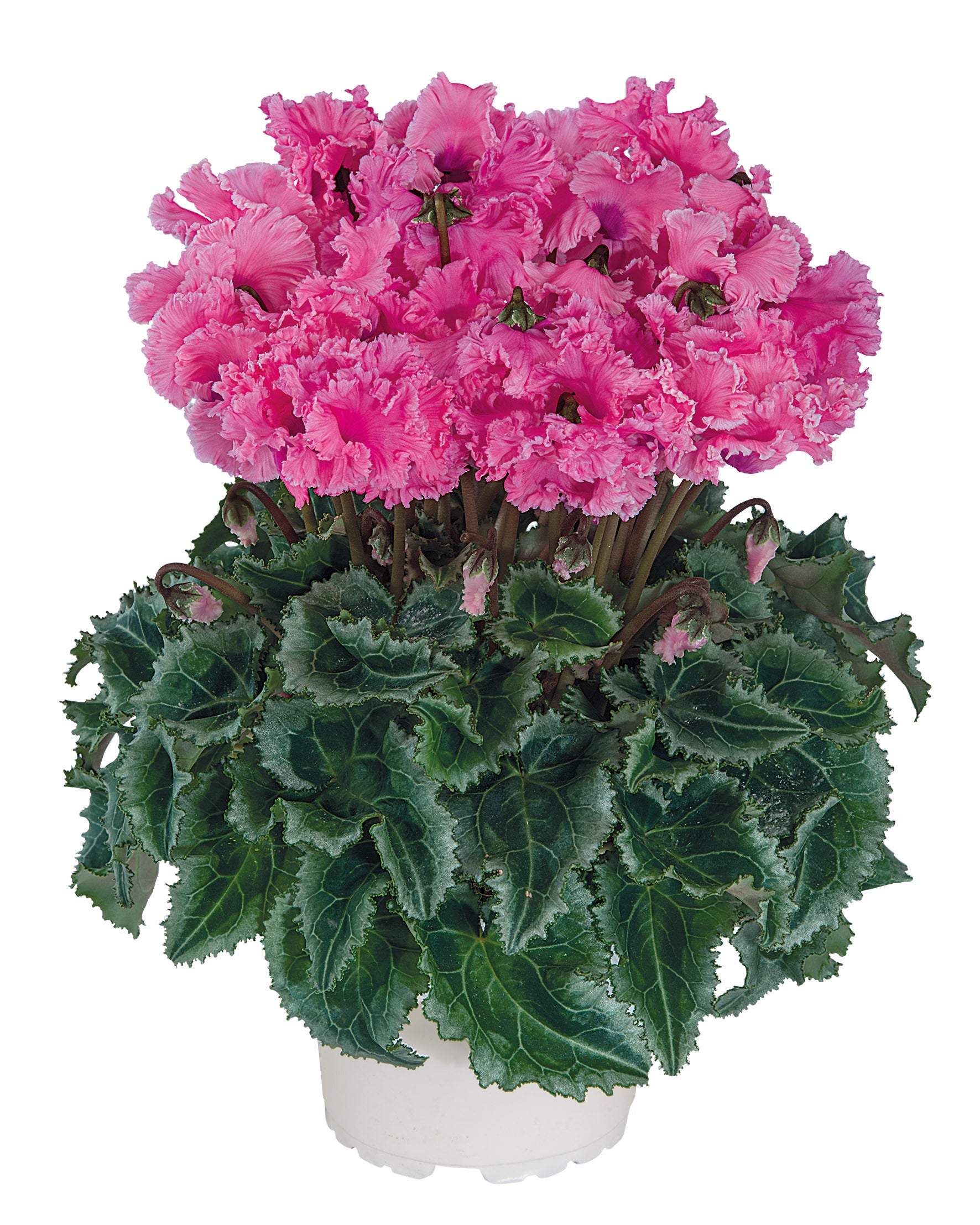 Metis® CRISPINO® mix