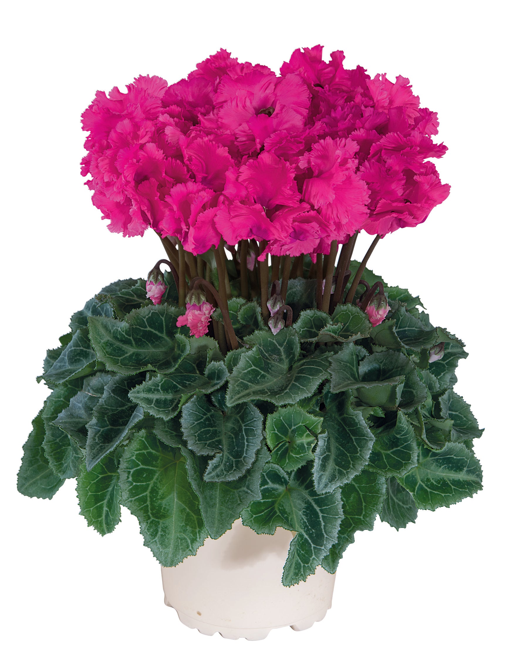 Metis® CRISPINO® mix