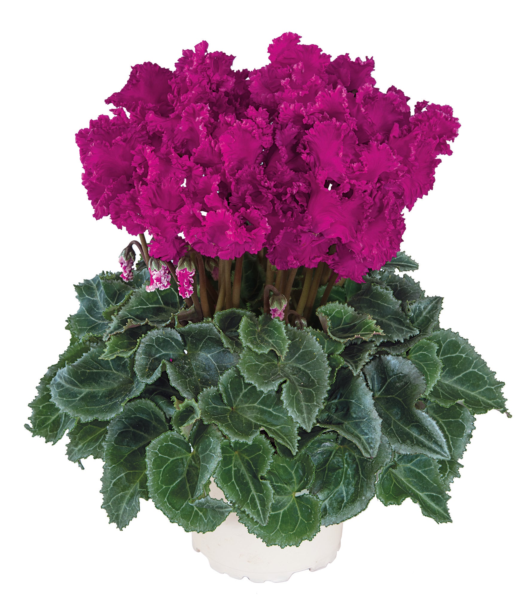 Metis® CRISPINO® mix